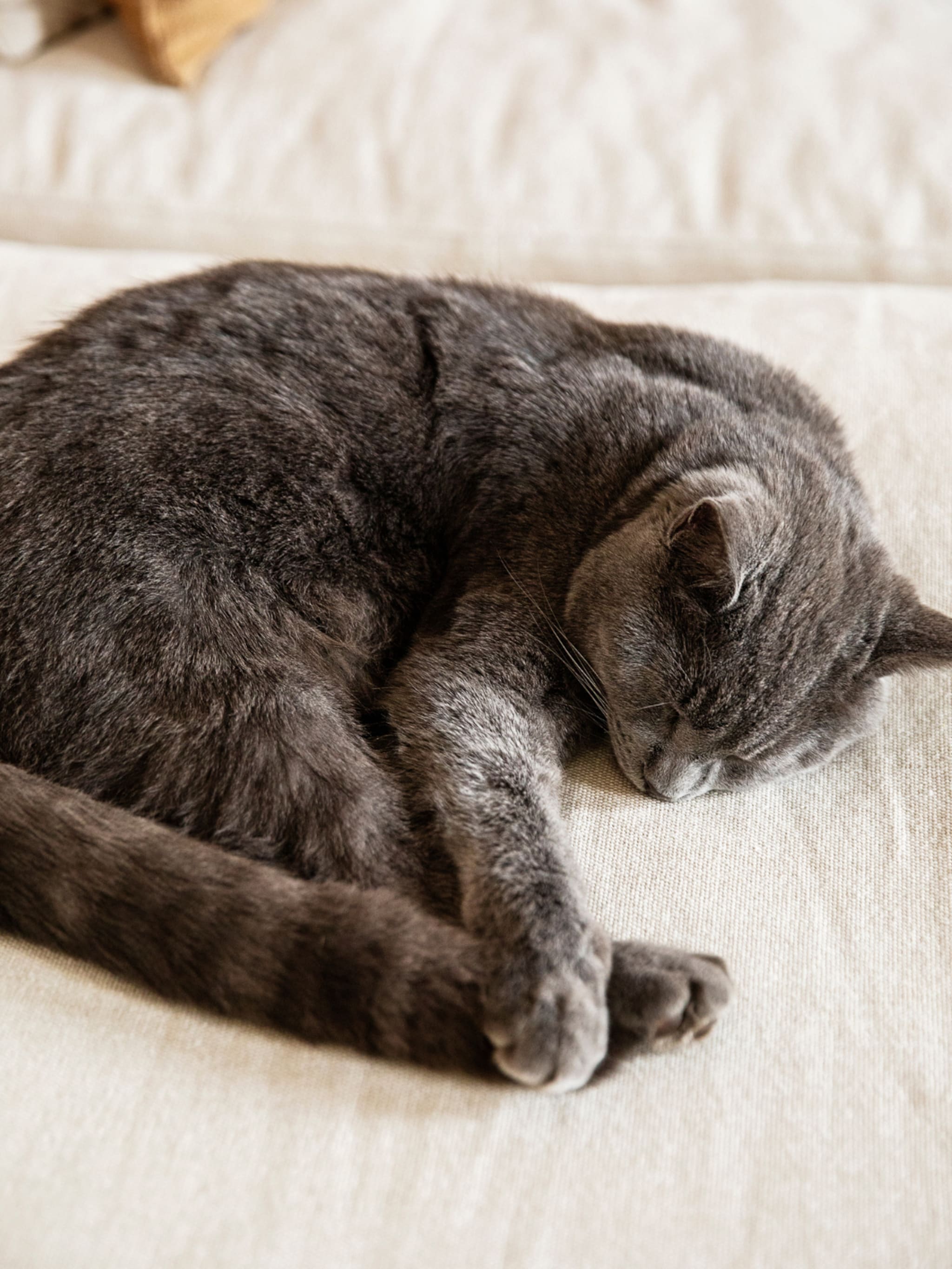 met deze trucs haal je honden of kattenharen zo van de meubels