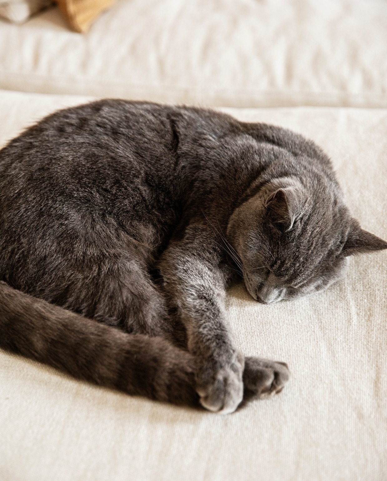 Een bank kiezen met een kat in huis: deze stoffen blijven mooi vtwonen 08-2021 | Fotografie Dana van Leeuwen