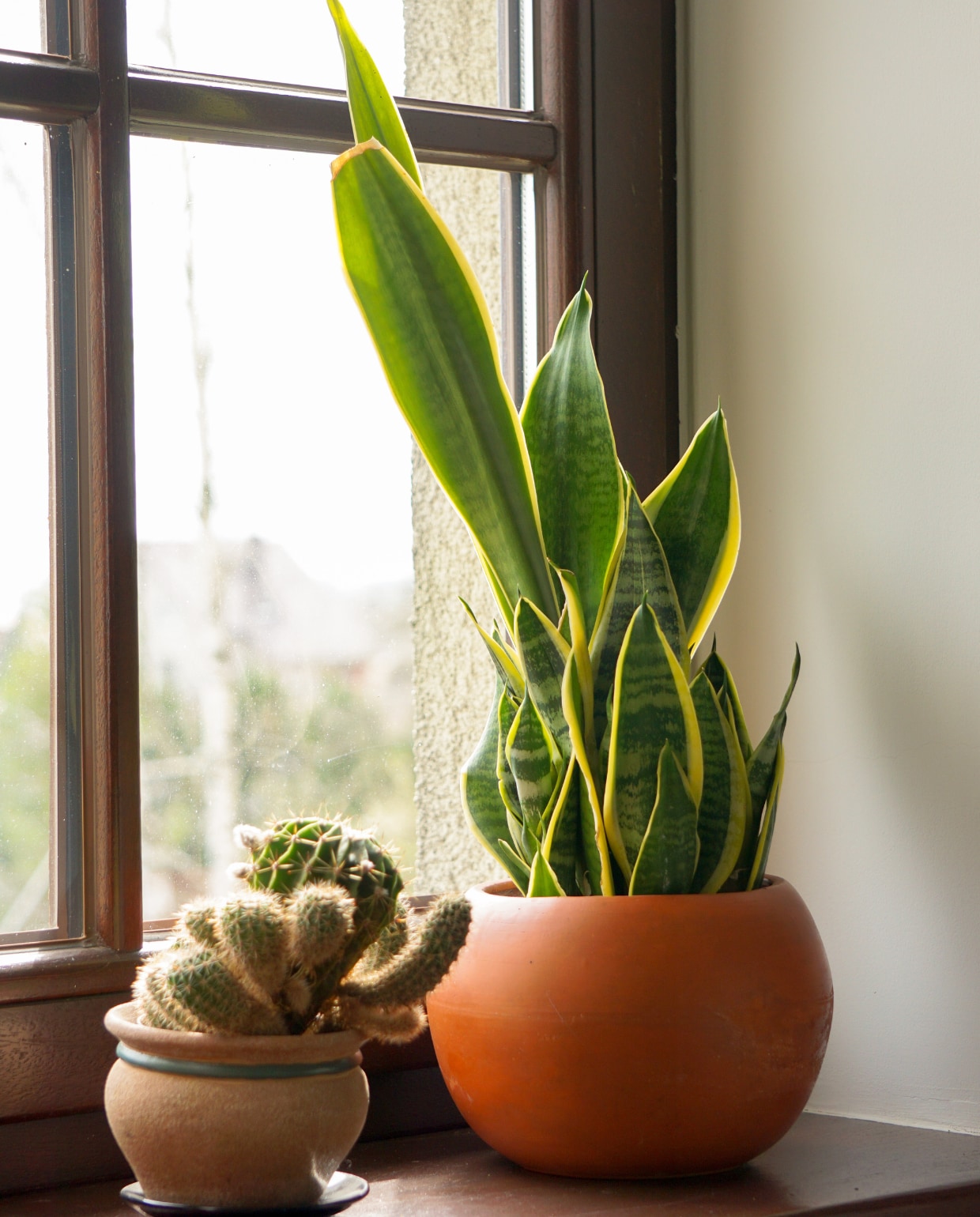 Sansevieria kamerplant in oranje pot Pexels.com