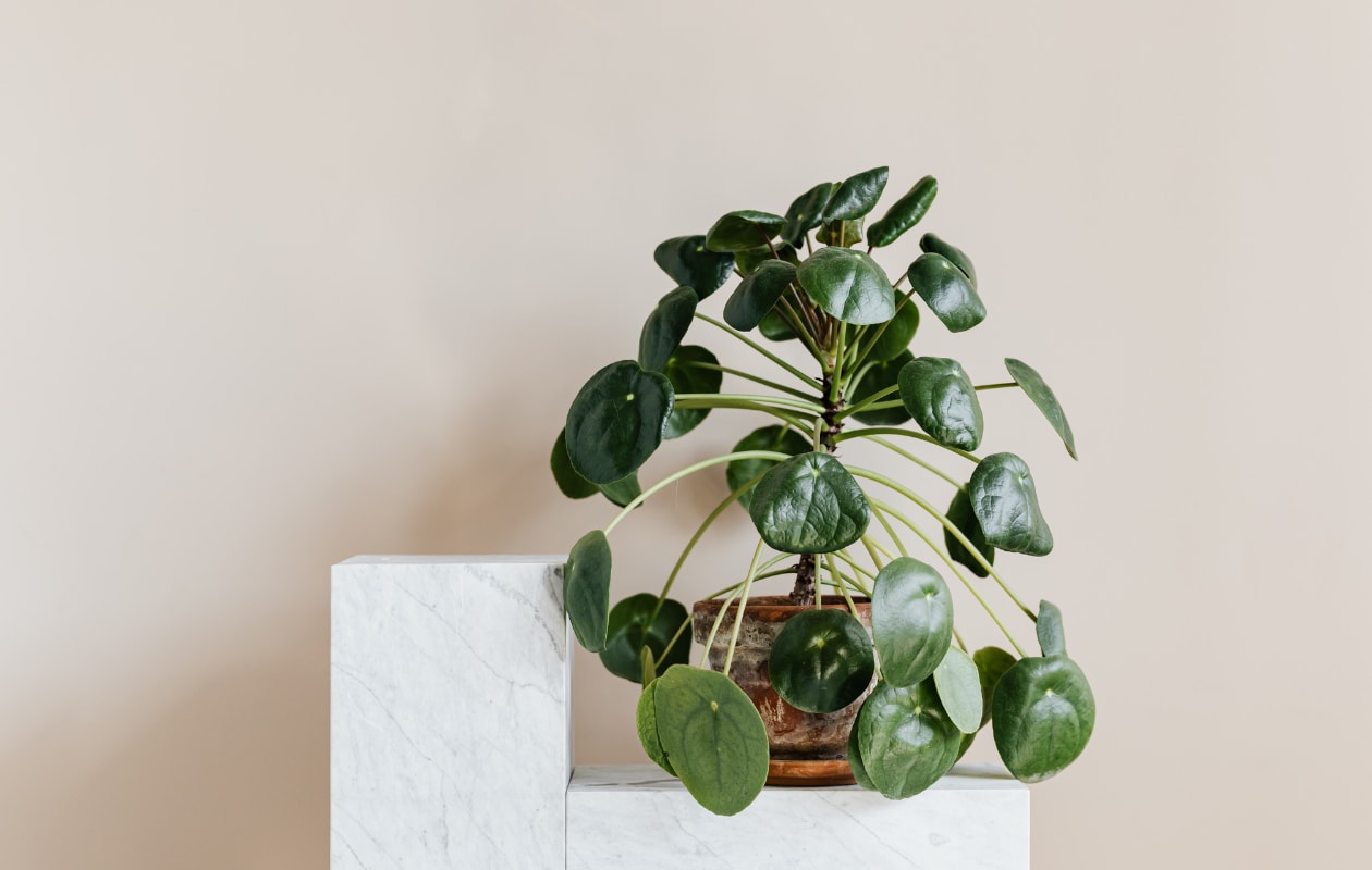 Pannenkoekplant (Pilea peperomioides) Pexels.com