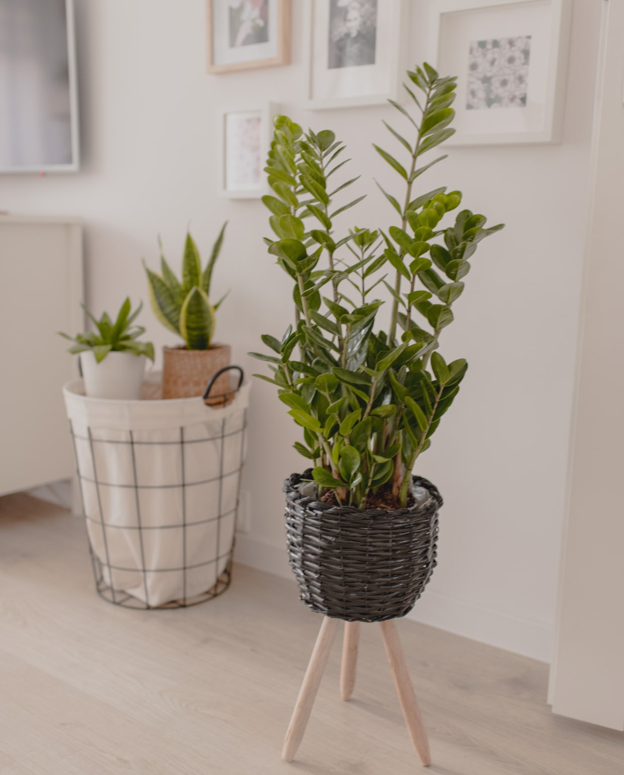 Zamioculcas Pexels.com