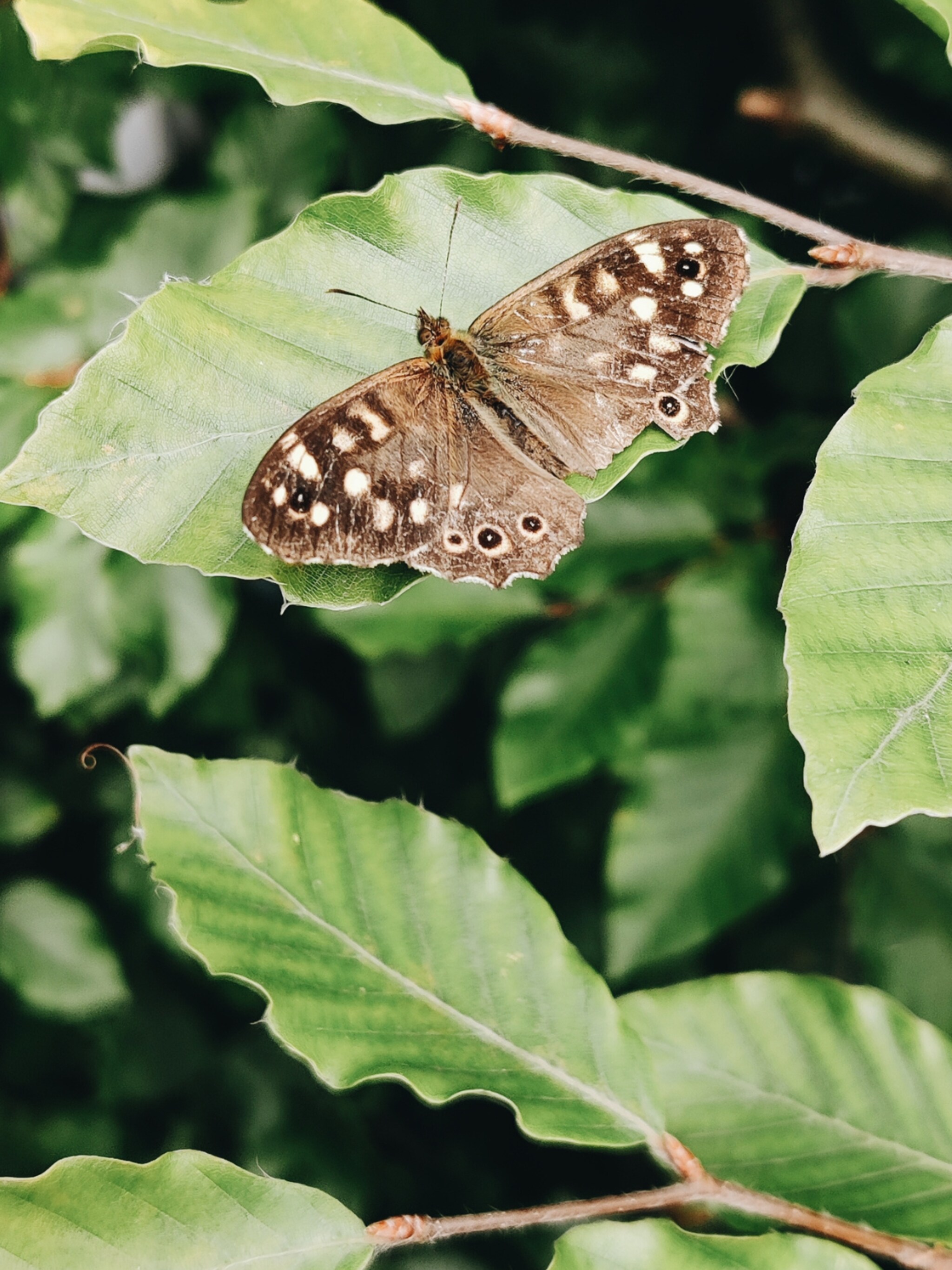 ongedierte bestrijden in de tuin zo pakken onze tuinexperts het aan