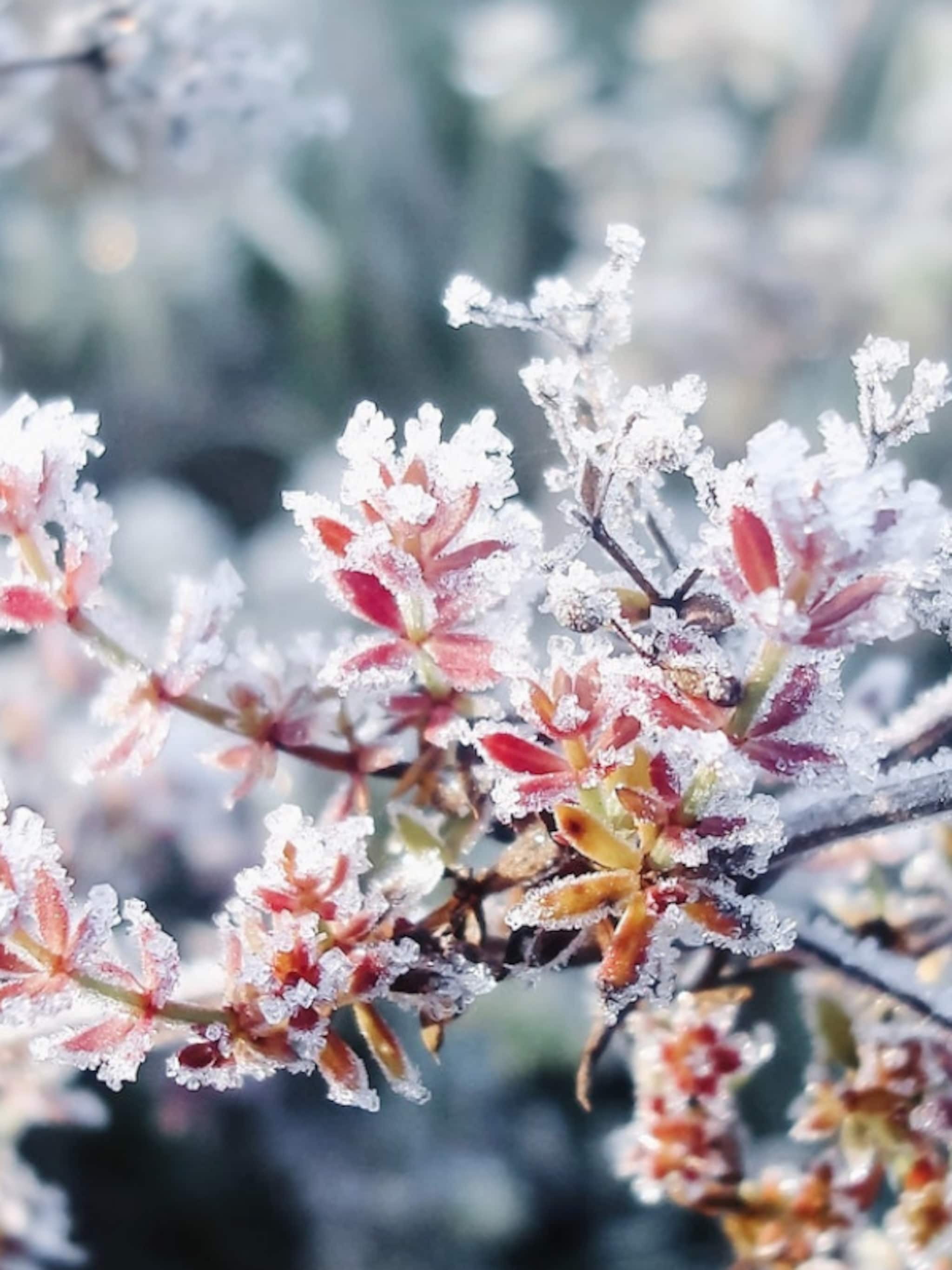bescherm planten tegen vorst en sneeuw