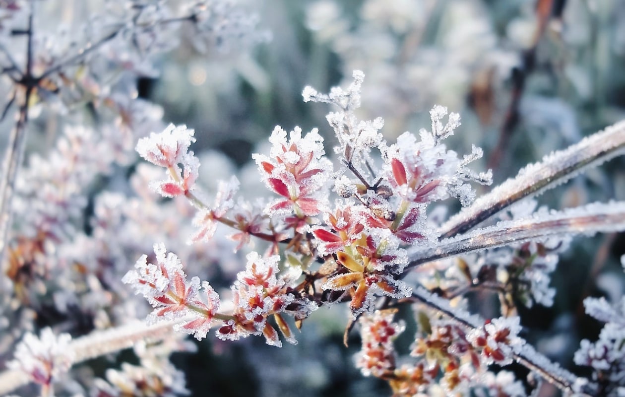 Vorst op planten Pexels