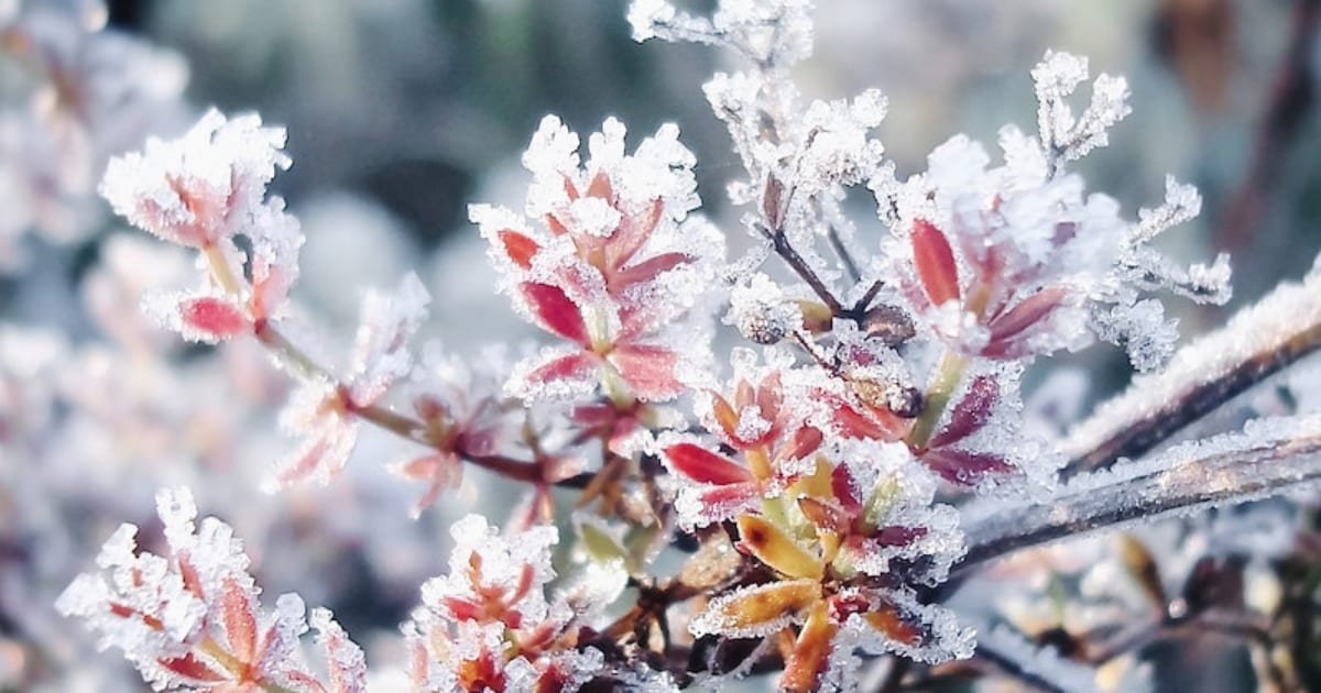Zo bescherm je planten tegen vorst en sneeuw | vtwonen