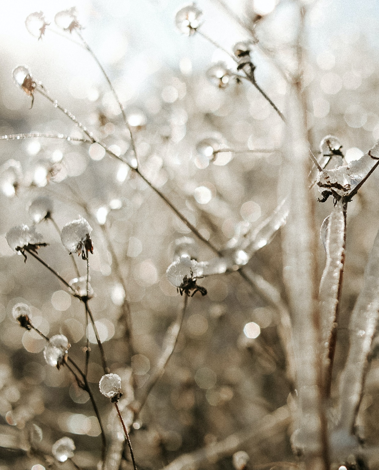 Vorst op planten Pexels