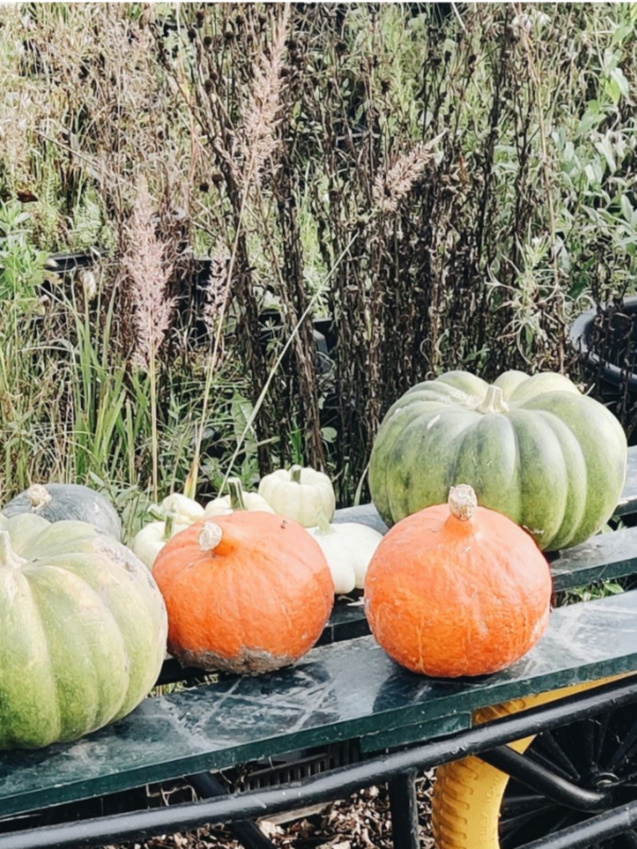 moestuin winterklaar maken koud kunstje met deze tips van onze tuinexperts