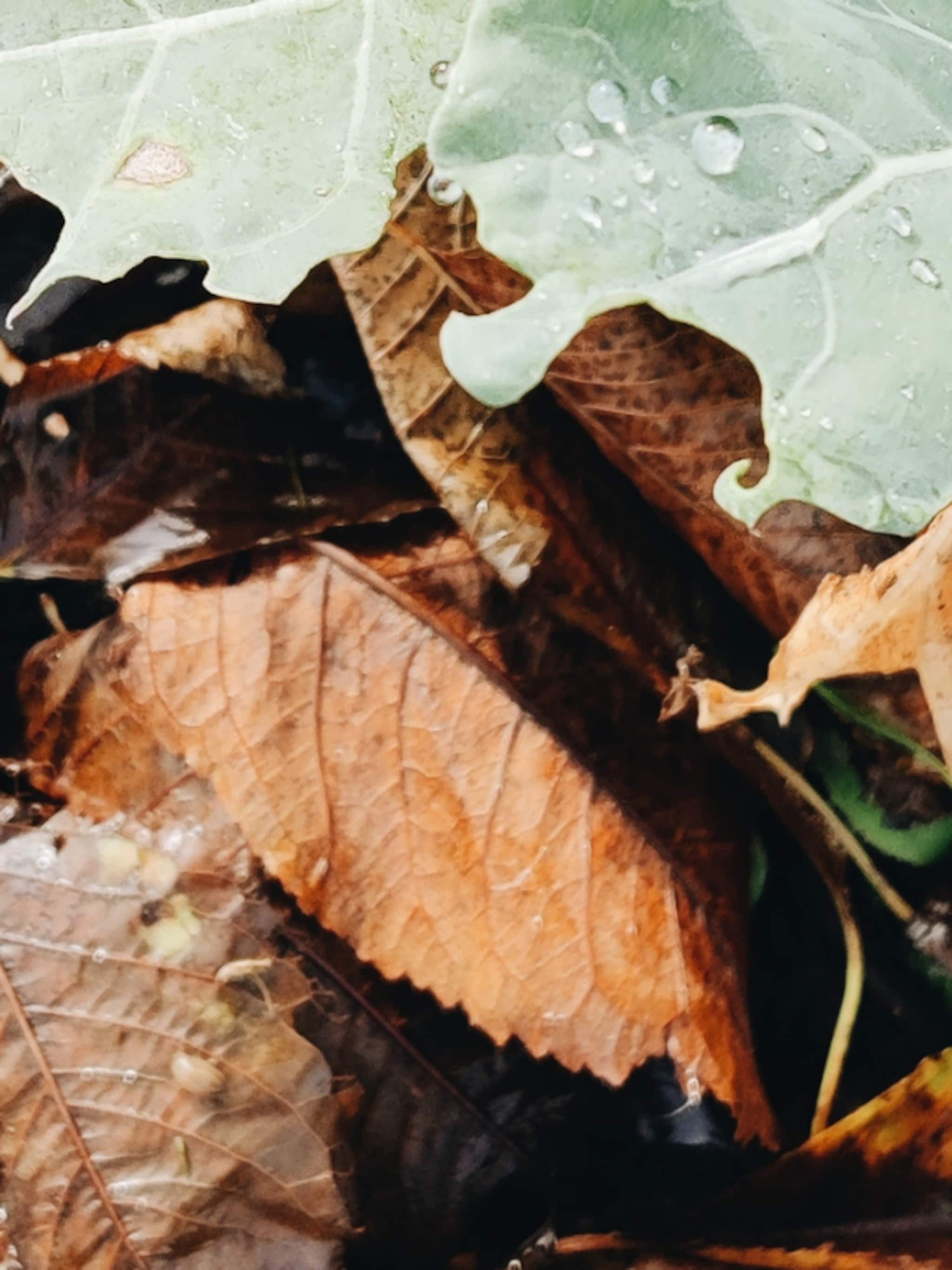 tuinexperts vivian en mark over herfstbladeren composteren een dekentje voor de winter