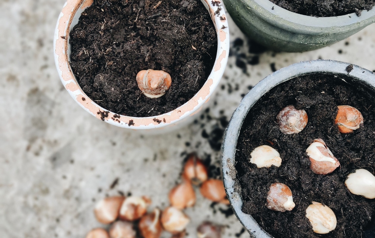 Bloembollen planten Vivian Hoebe en Mark Mulder