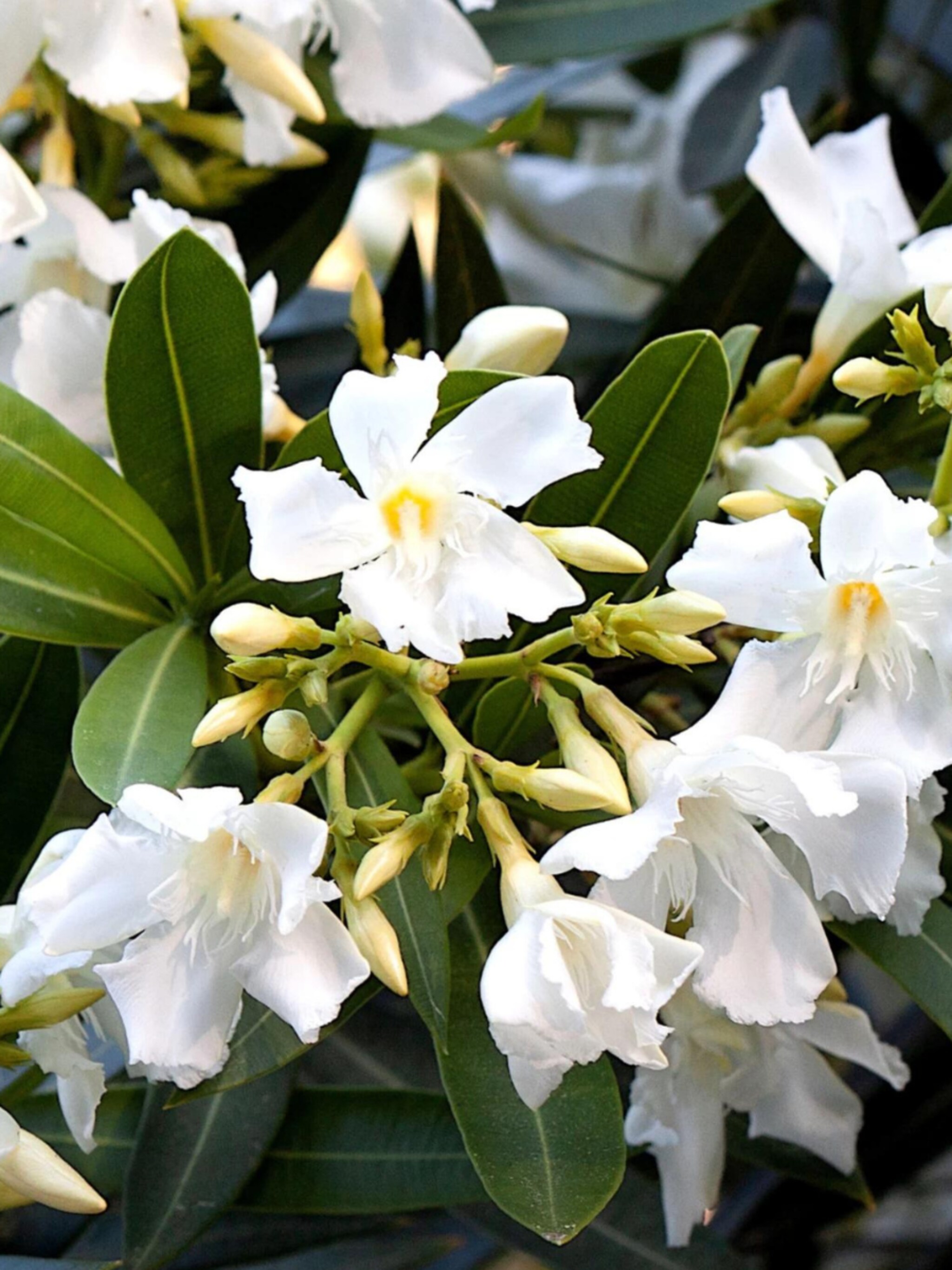 luilekkertuin 7 makkelijke tuinplanten