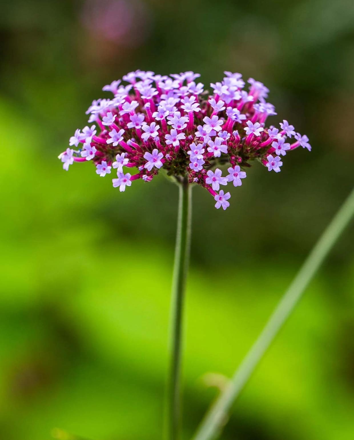 IJzerhard (Verbena bonariensis) vtwonen