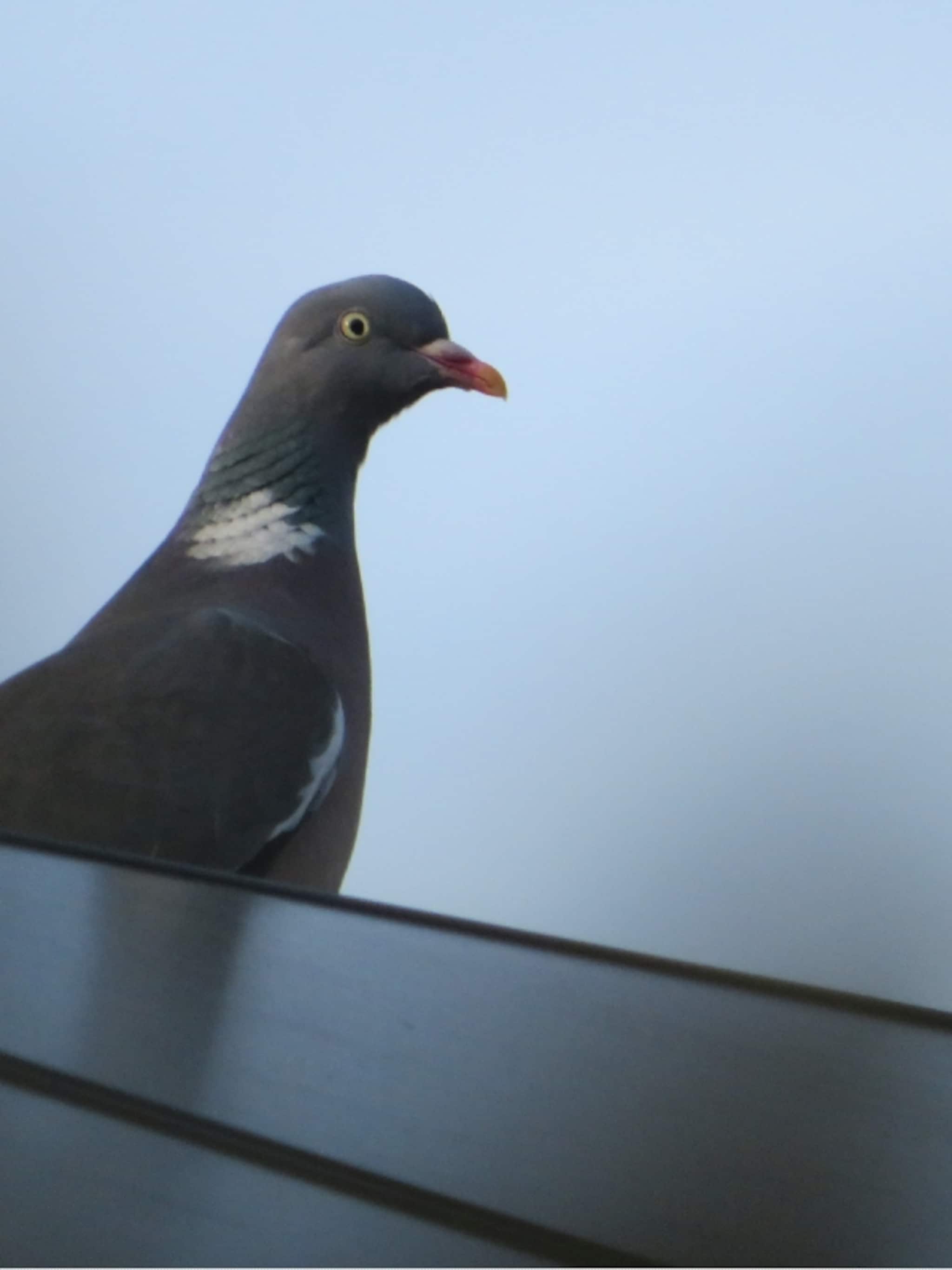 vogelwering voor zonnepanelen dit is het risico van vogelnesten
