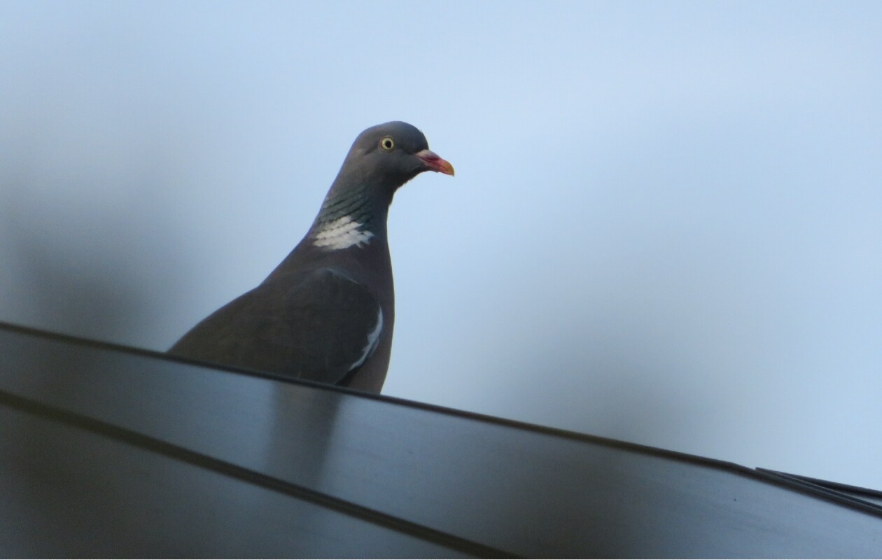 Vogelnesten onder zonnepanelen kunnen voor overlast zorgen. Unsplash