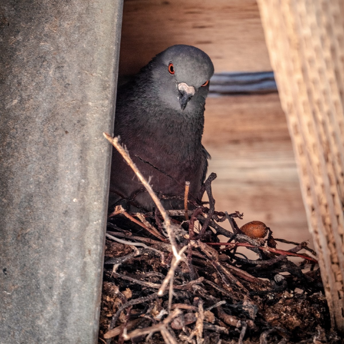 Duiven zoeken beschutte plekjes om een nest te bouwen. Unsplash