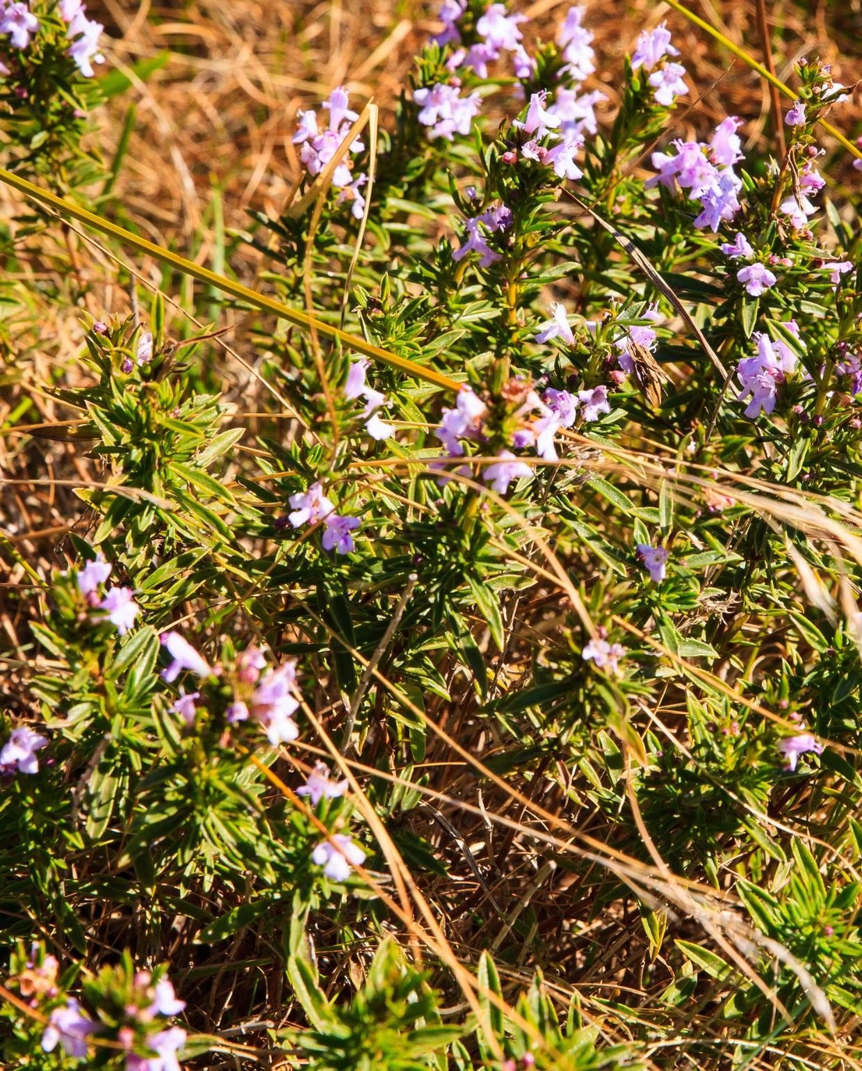 Bonenkruid Canva