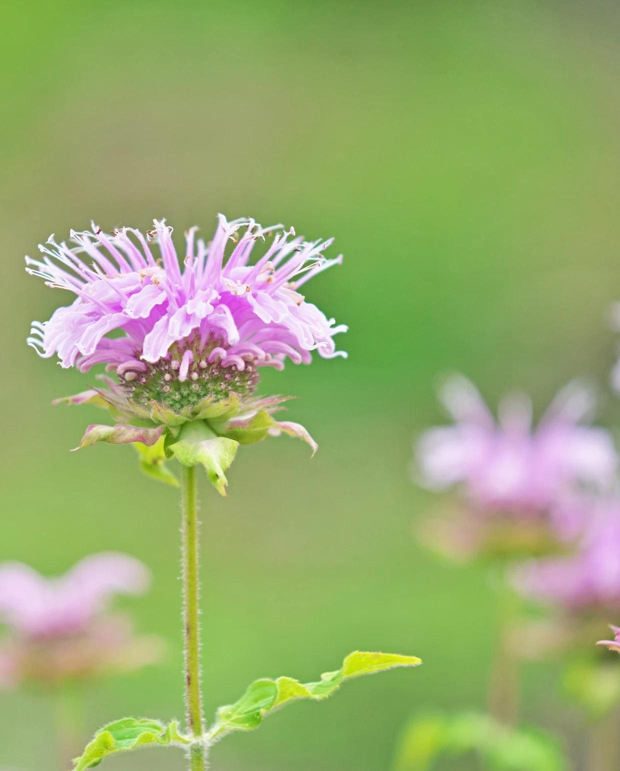 Bergamot Canva