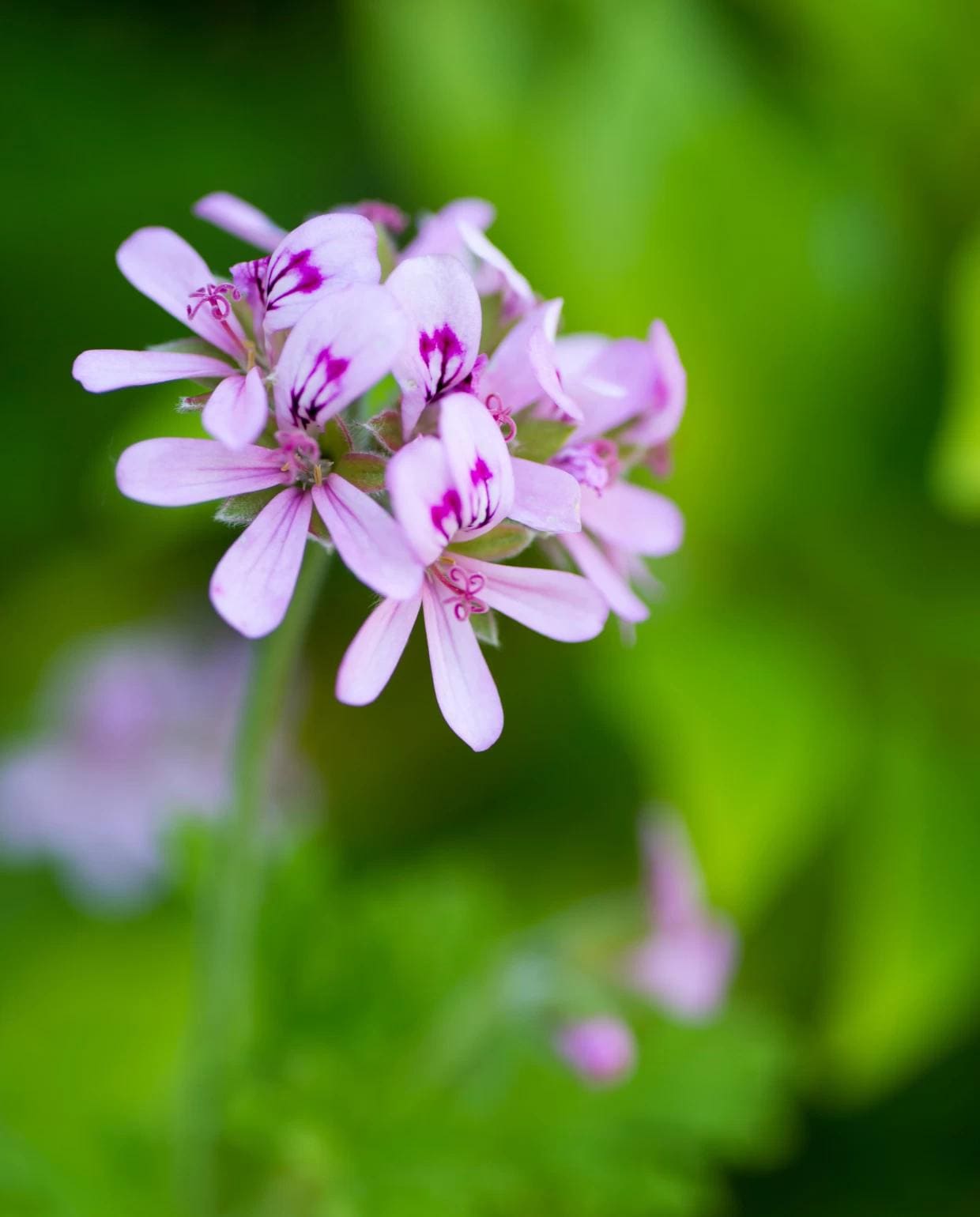 Rozengeranium Canva