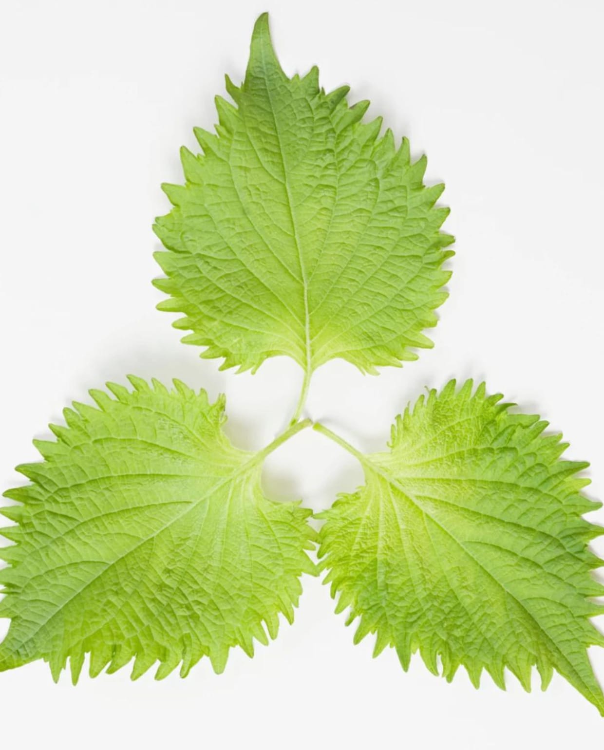 Shiso Canva