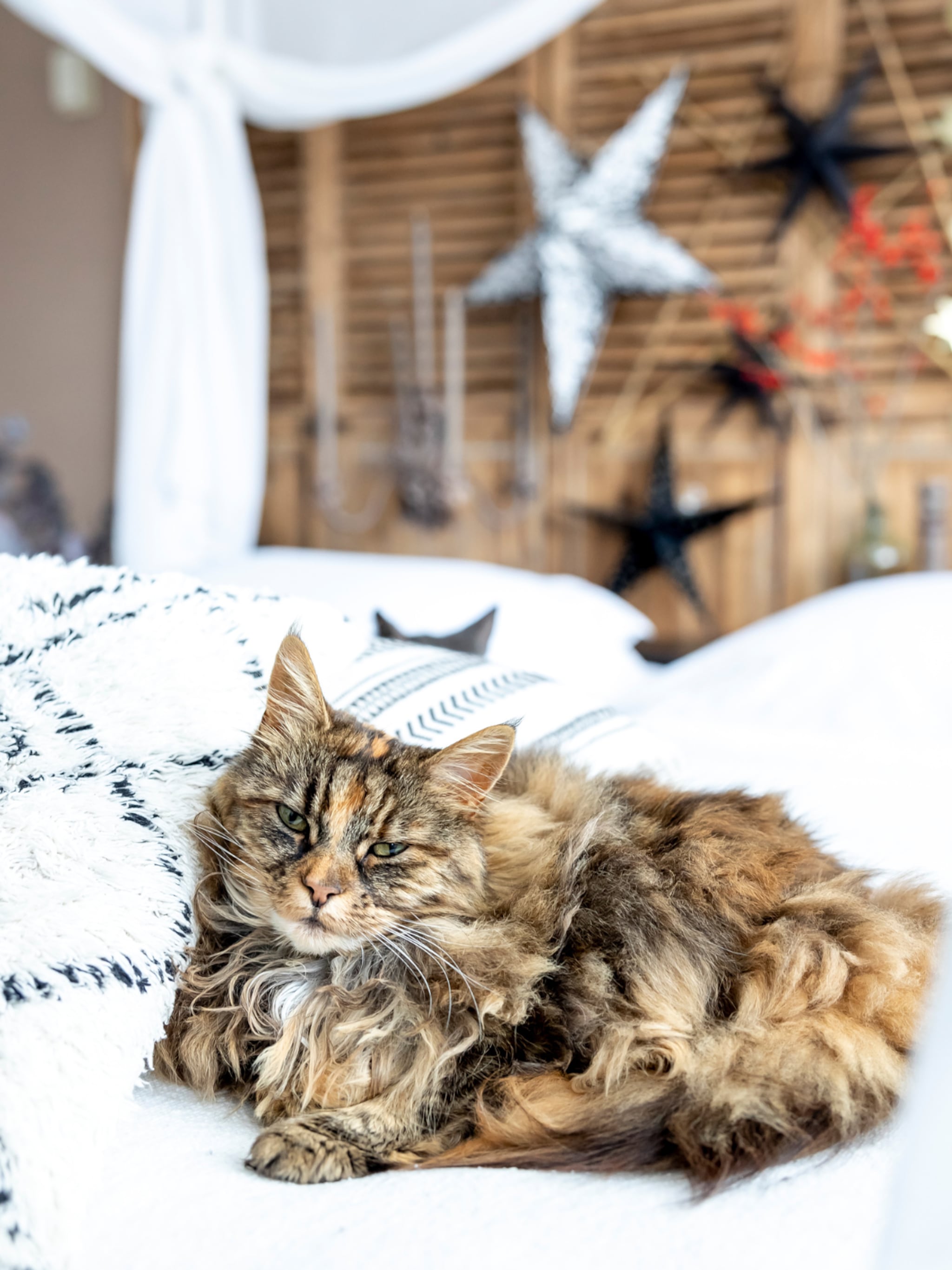 musthaves met een kat in huis
