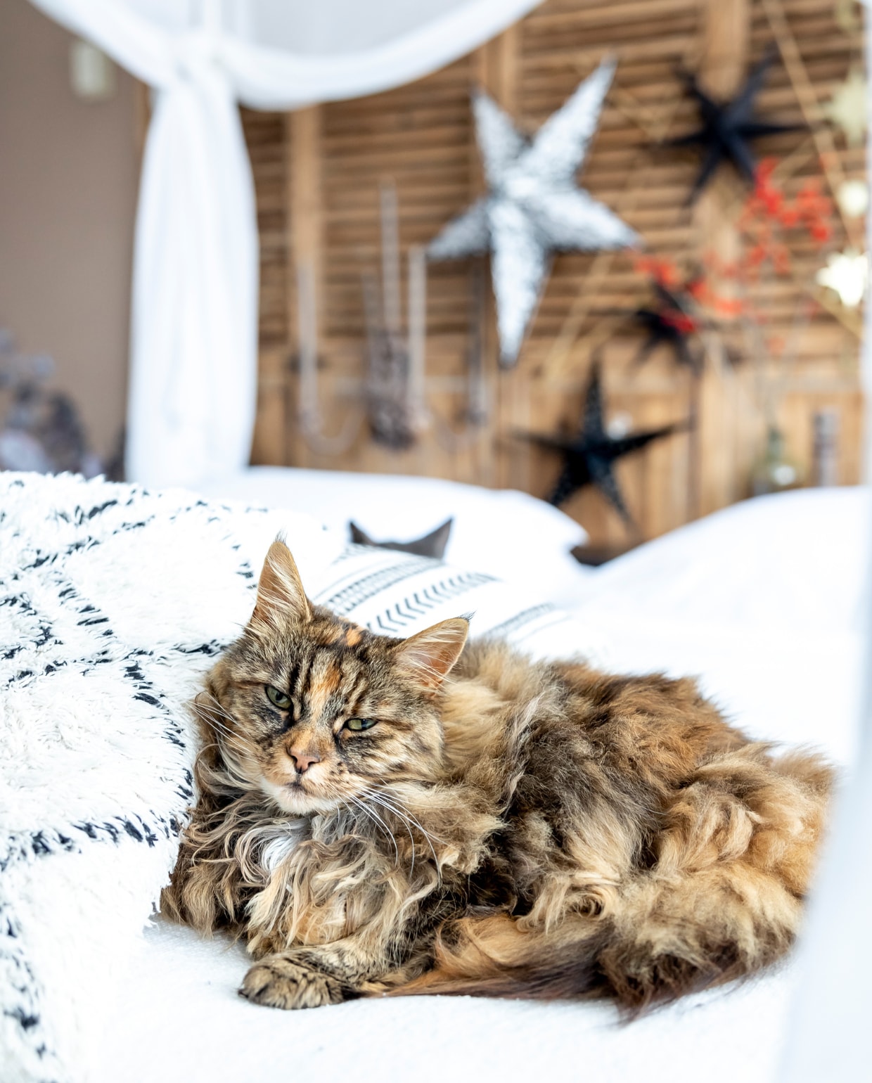 Poes Tiger Lilly. vtwonen 13-2023 | fotografie Henny van Belkom
