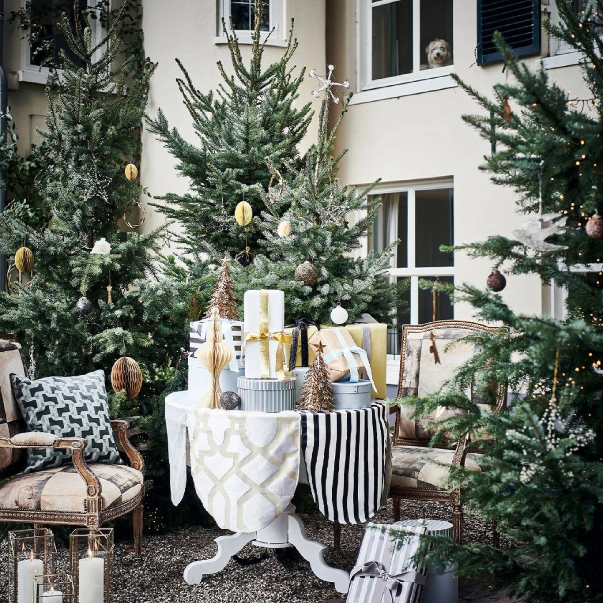 linkinbiotuin-20231212-naalduitval-kerstboom