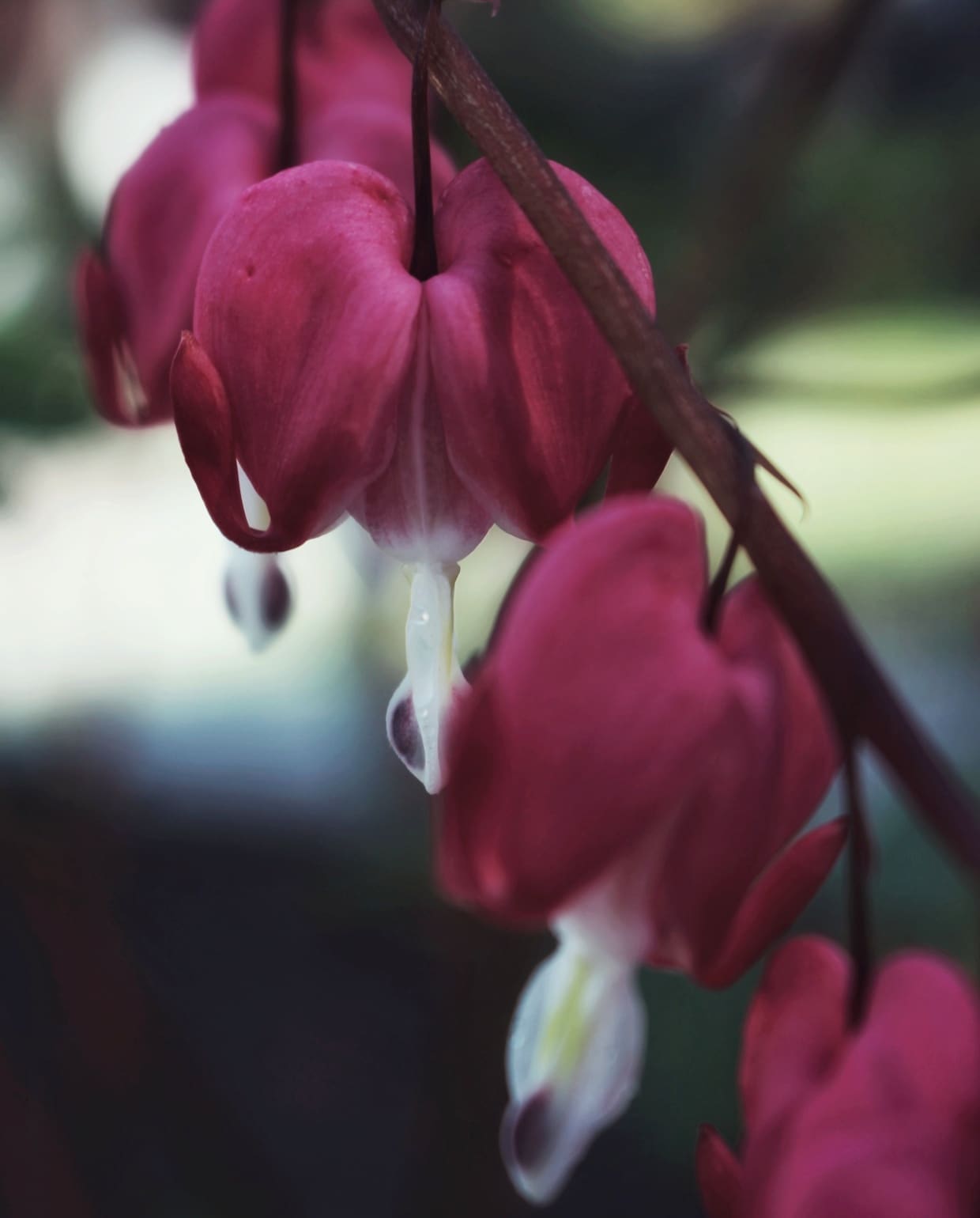 Dicentra of gebroken hartje Unsplash
