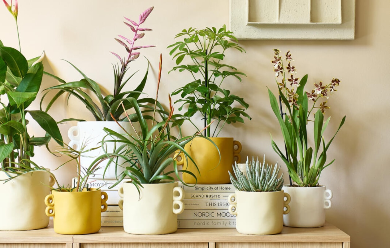 Cementbetonnen potten in diverse kleuren en maten met v.l.n.r., planten Heliconia ‘Hawaii’, Philodendron Tortum, Tillandsia ‘Andreas’, Tillandsia ‘Flabellata’, Schefflera ‘Nora’, Senecio scaposus, Cambria ‘Hocus Pocus’, prijs op aanvraag bij deelnemende tuincentra. vtwonen 10-2022 | styling Kim van Rossenberg | fotografie Sjoerd Eickmans