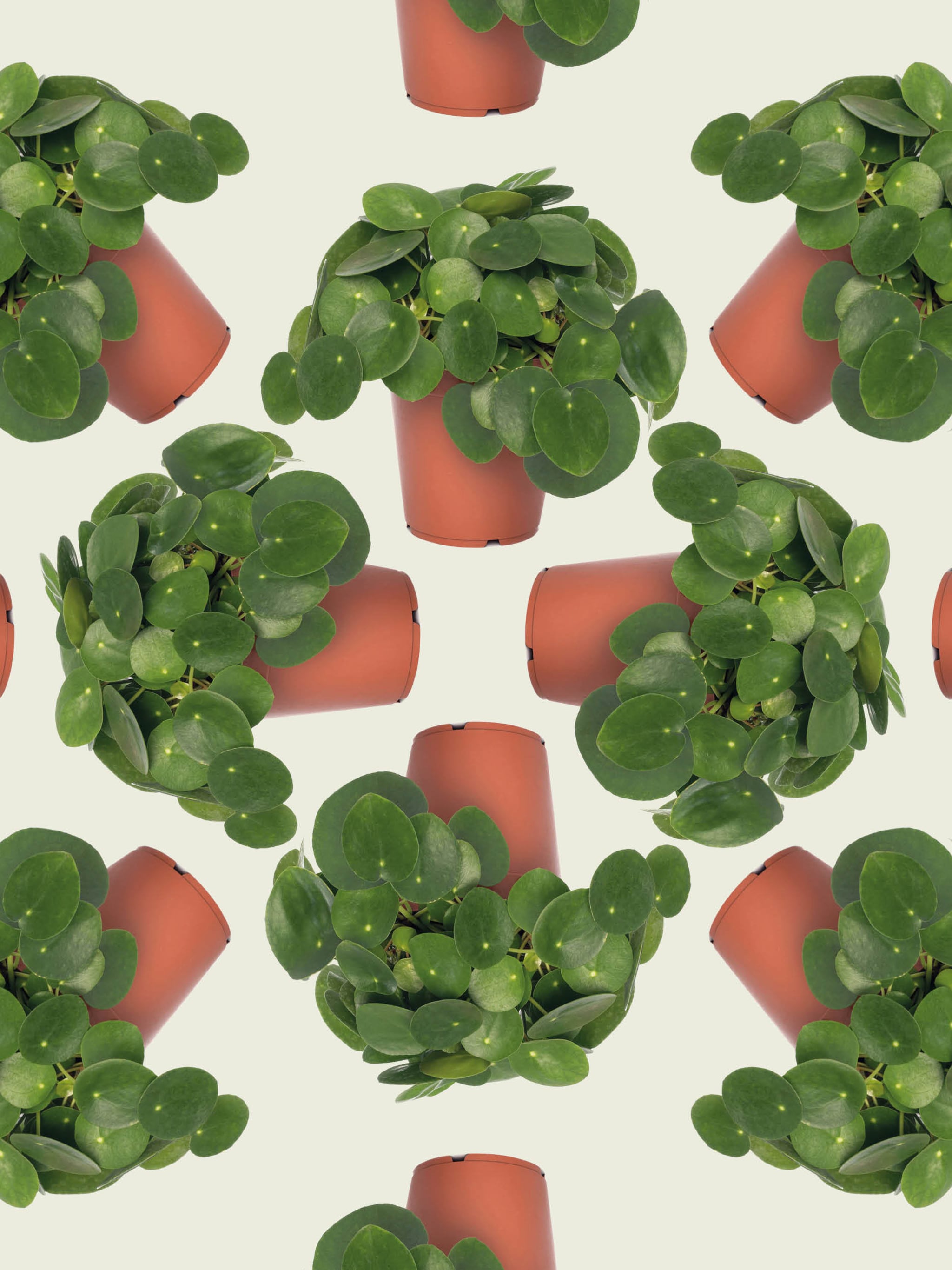 boom eruit plant erin dit zijn de 10 leukste kamerplanten voor groene voornemens