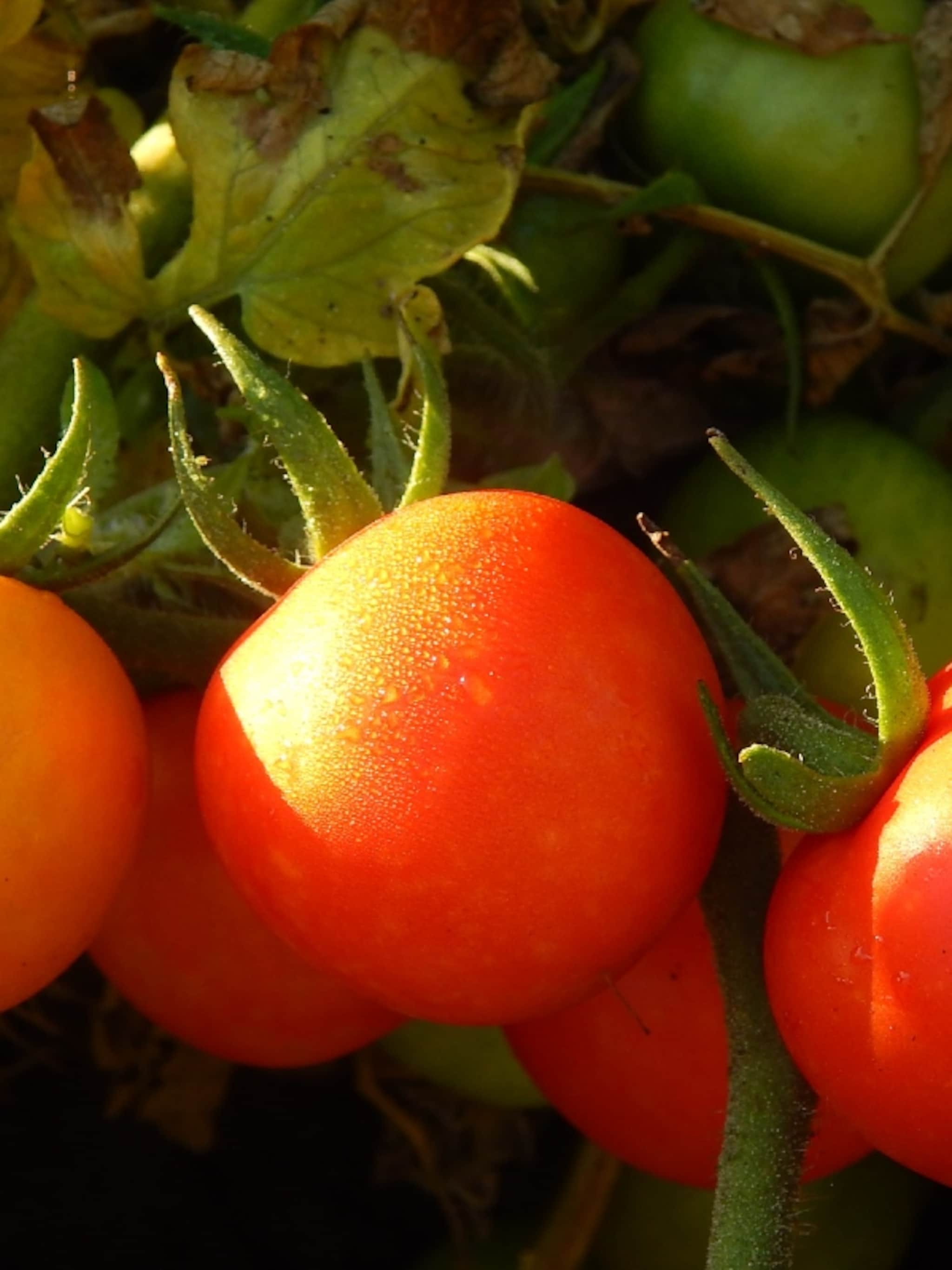 tomatenplant verzorgen doe je zo