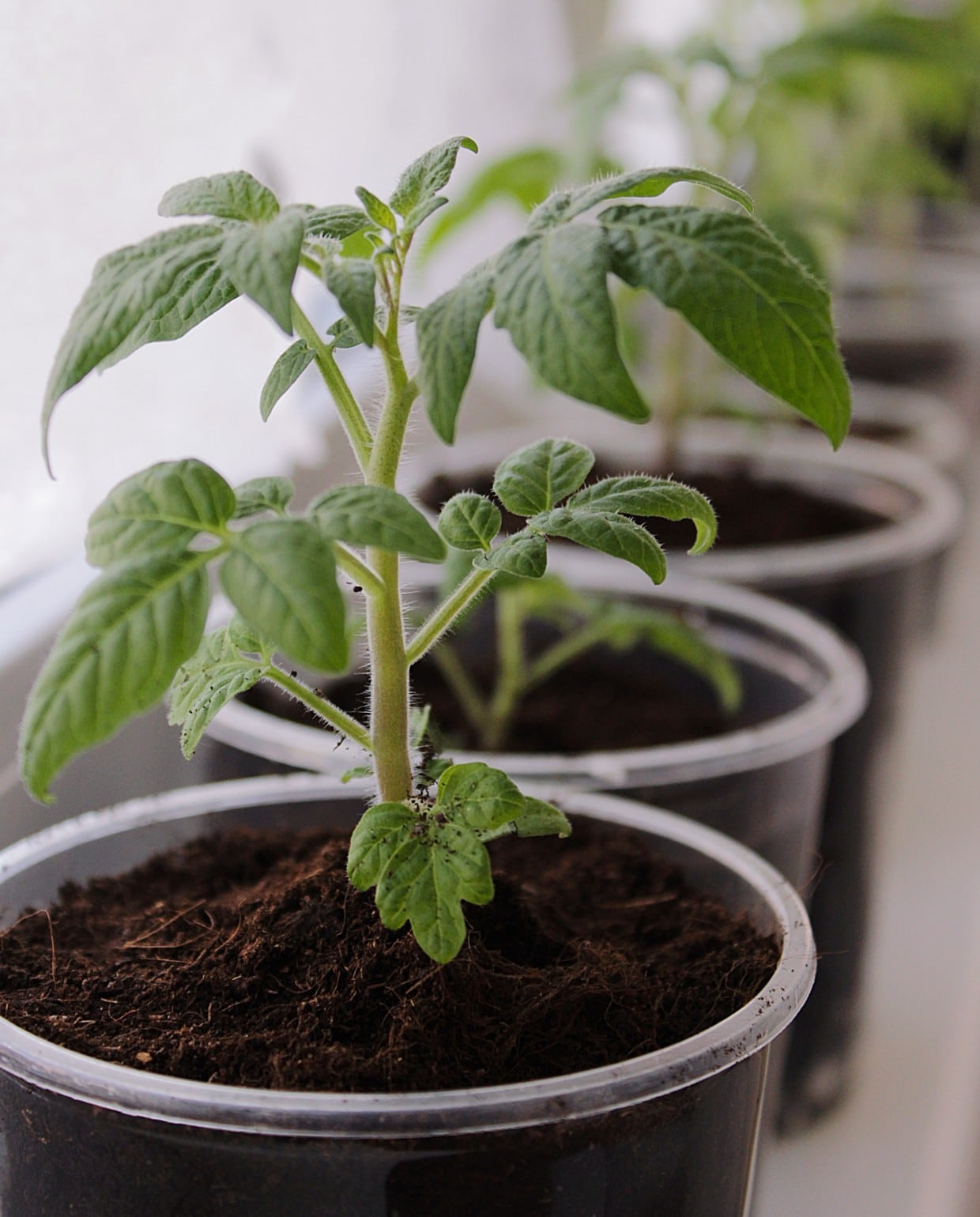 Tomaten kweken in een pot op de vensterbank Unsplash