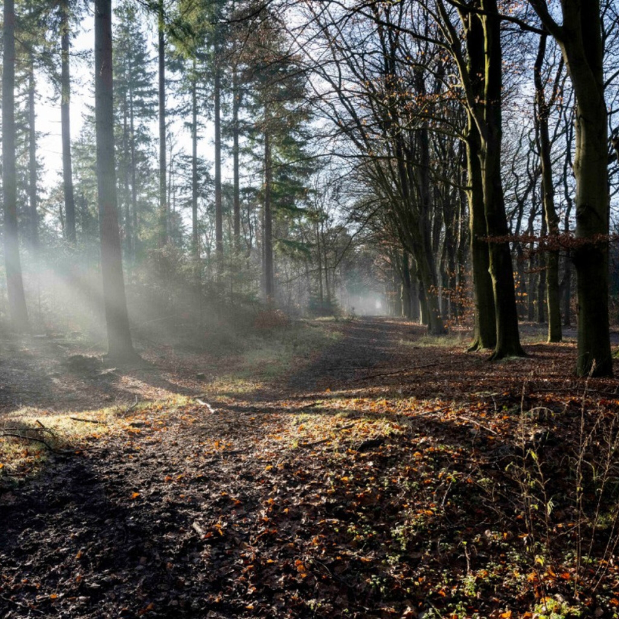 linkinbiotuin-20231226-kerstwandeling-bossen