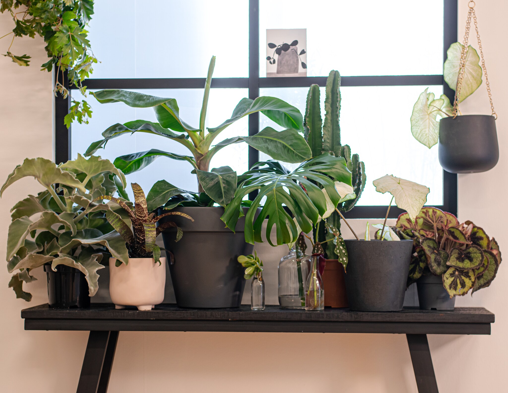 Houten sidetable Corti van Light &amp; Living, bloempot en hangbloempot Greenville van Elho, gerecycled kunststof, ronde hangbloempot Umbra. Strelitzia Nicolai plant inclusief pot via Green Lifestyle Store. Alocasia Stingray plant inclusief pot via Green Lifestyle Store (vtwonen.nl/shop). Overig privébezit. vtwonen 2024-02 | styling Fietje Bruijn | fotografie Lotte Kwant