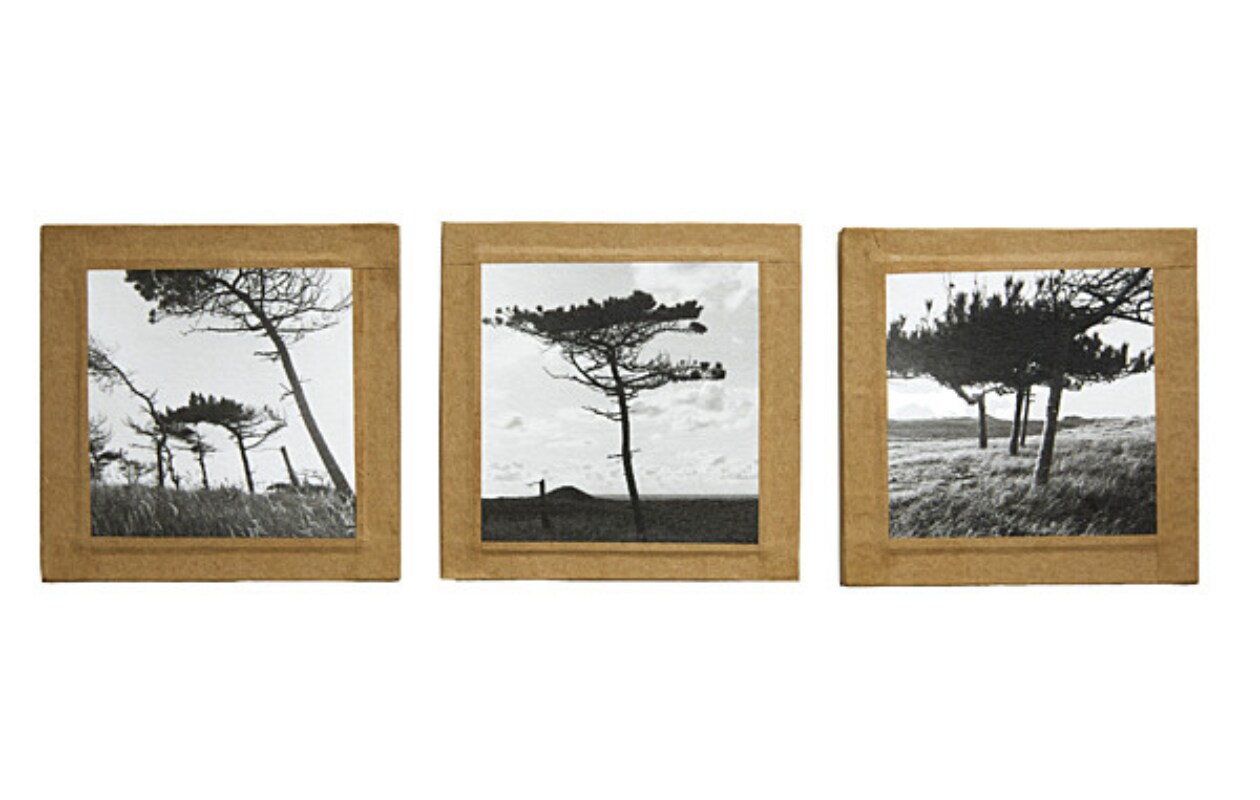 Kunstwerken De stilte van een boom van Tjitske van Leeuwen (tjitske.com) Tjitske van Leeuwen