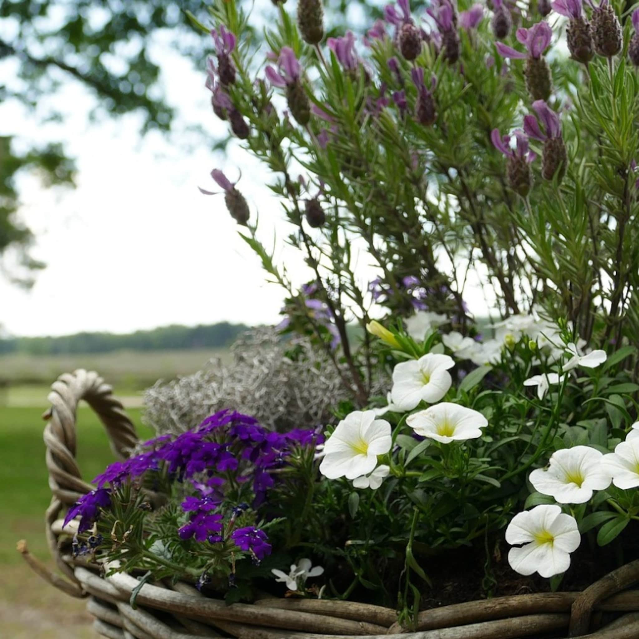 planten in bakken de mooiste combinaties