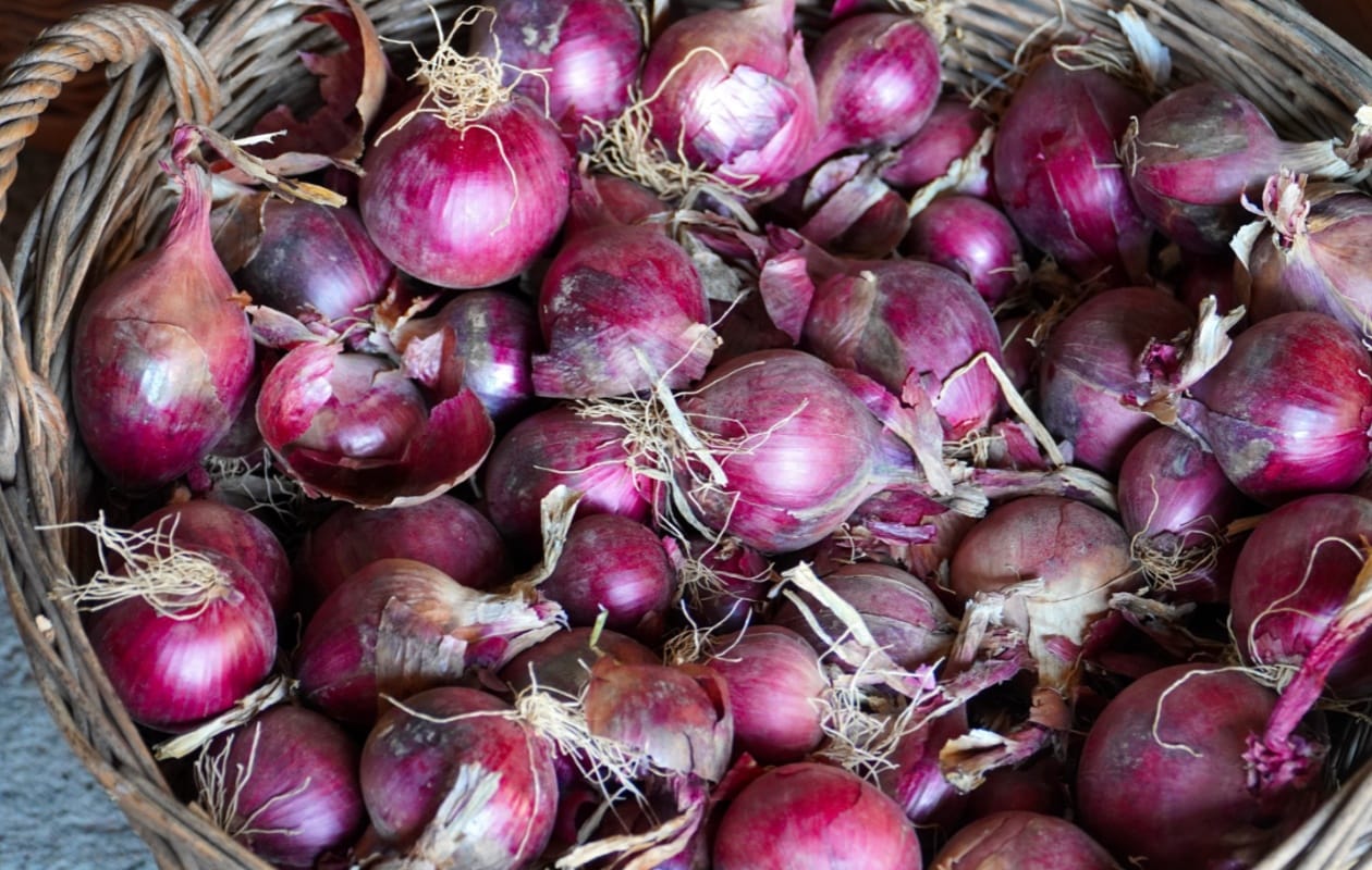 Zelfgekweekte uien in een oogstmand Canva