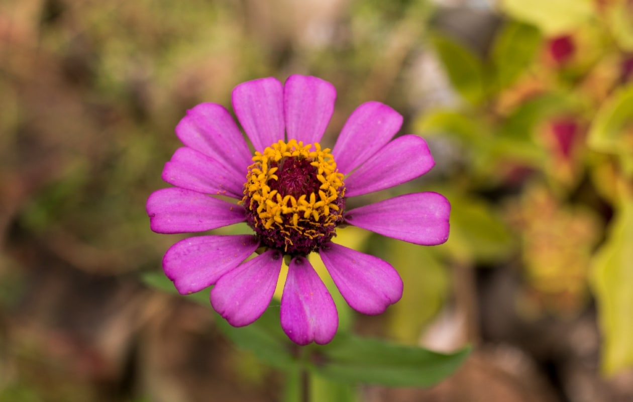 Zinnia Elegans, een echte langbloeiende plant Canva