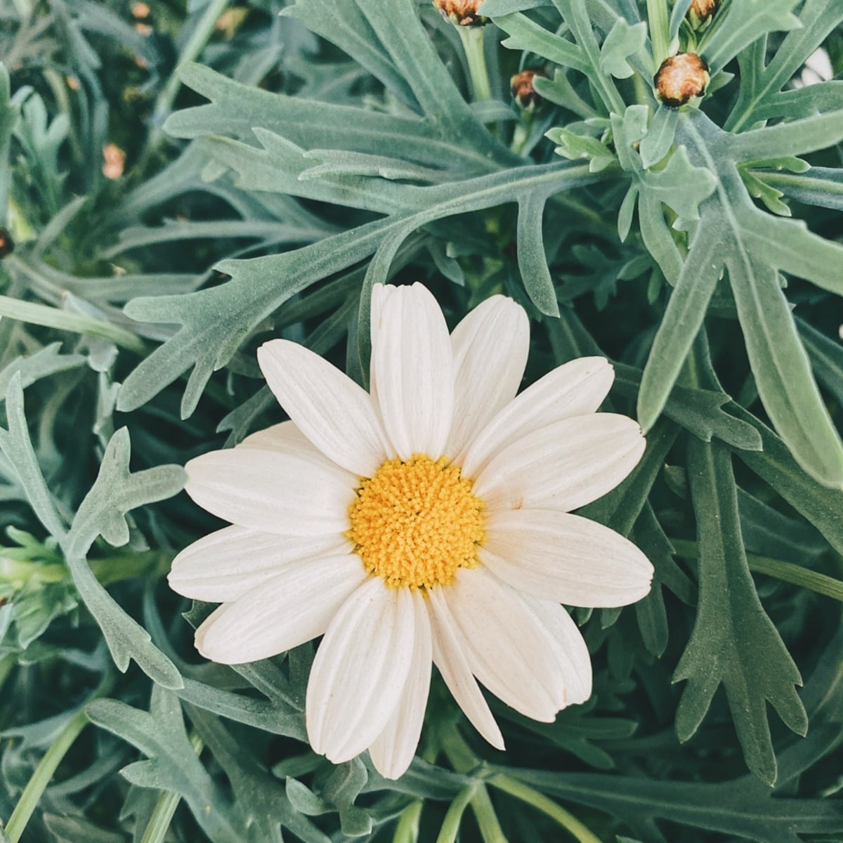 Struikmargriet, een langbloeiende plant voor de tuin Canva