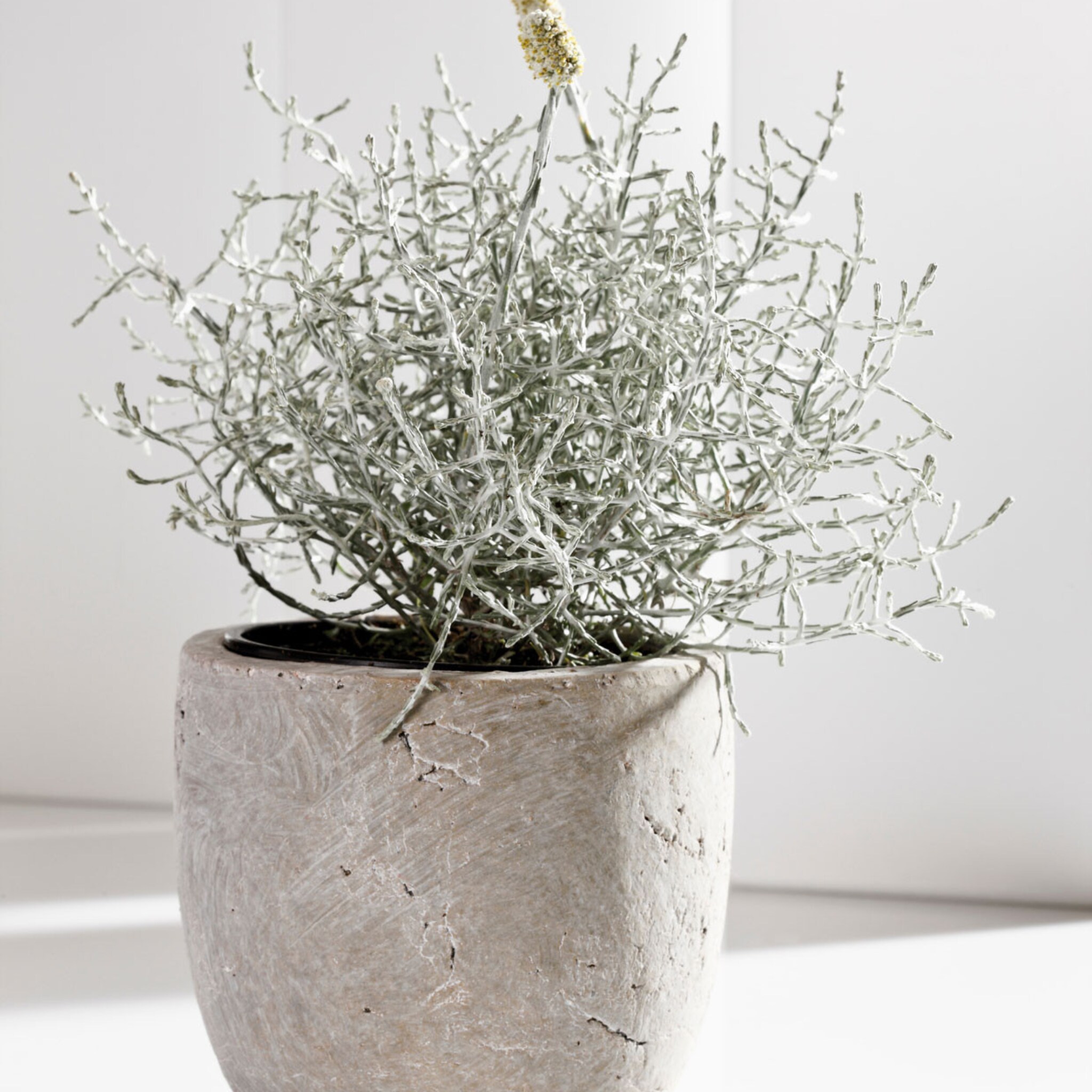 linkinbiotuin-20240109-winterharde-planten