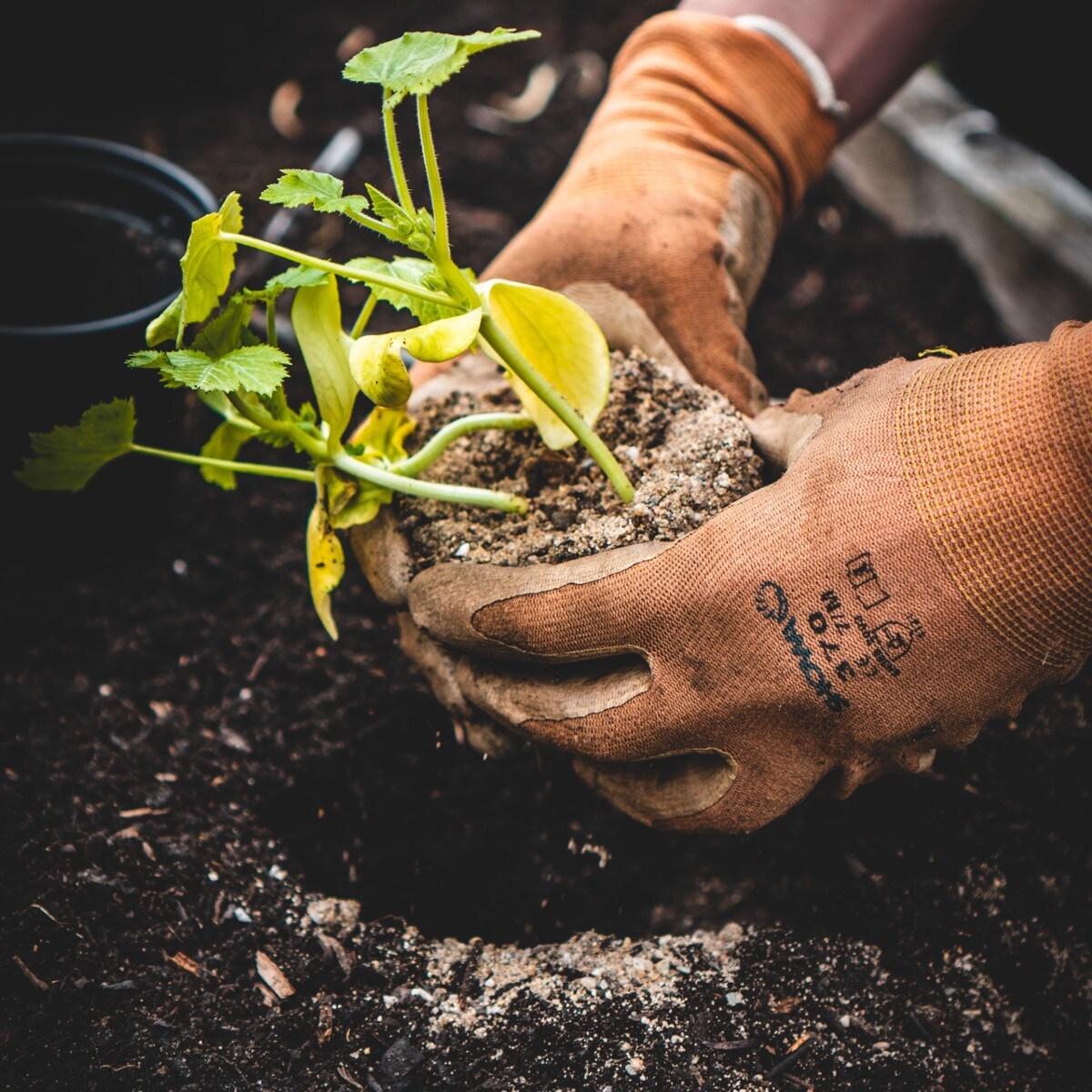 Wat is er iedere maand in de tuin te doen? Unsplash