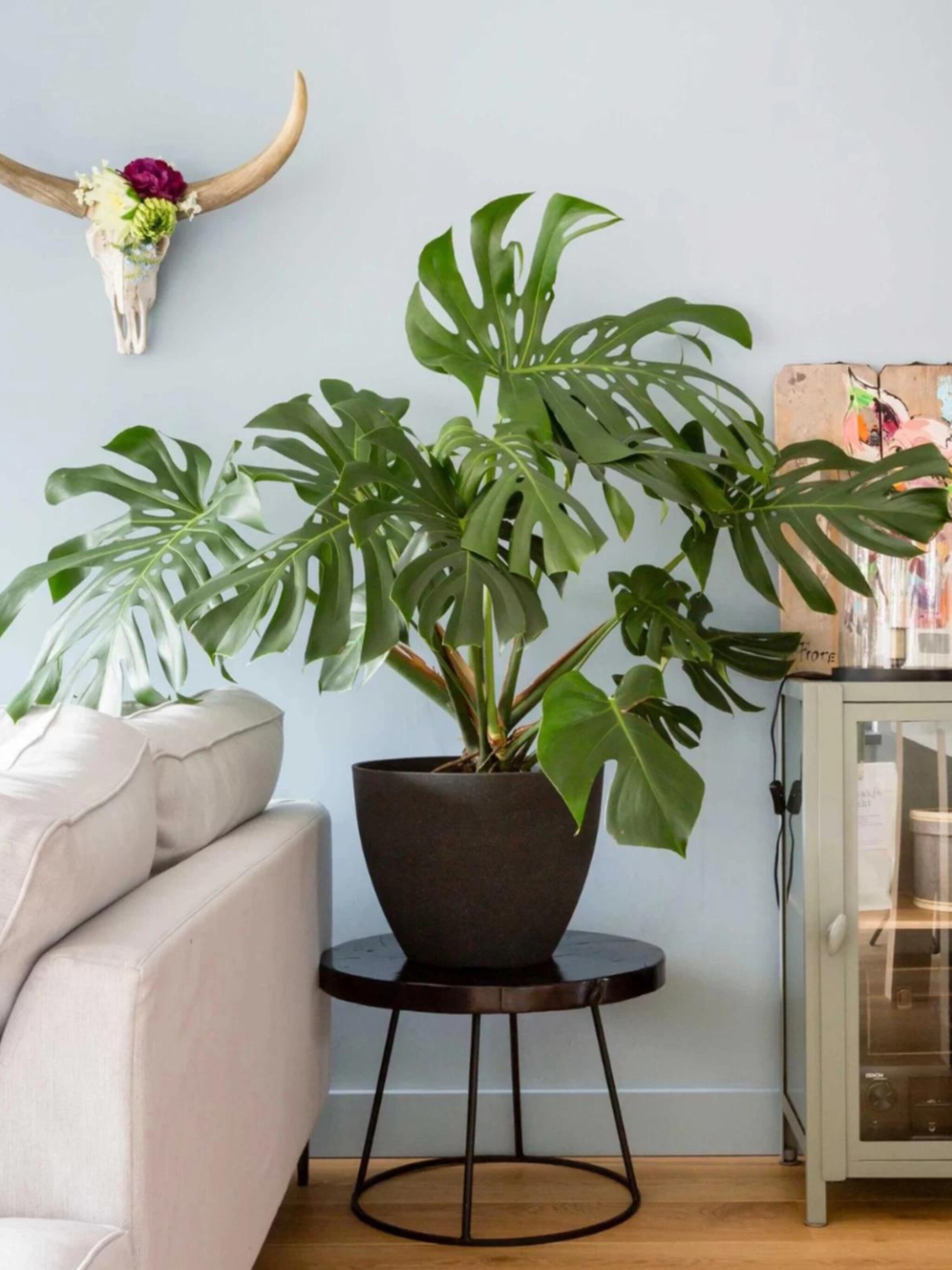 hoe en wanneer je een monstera het best kunt snoeien