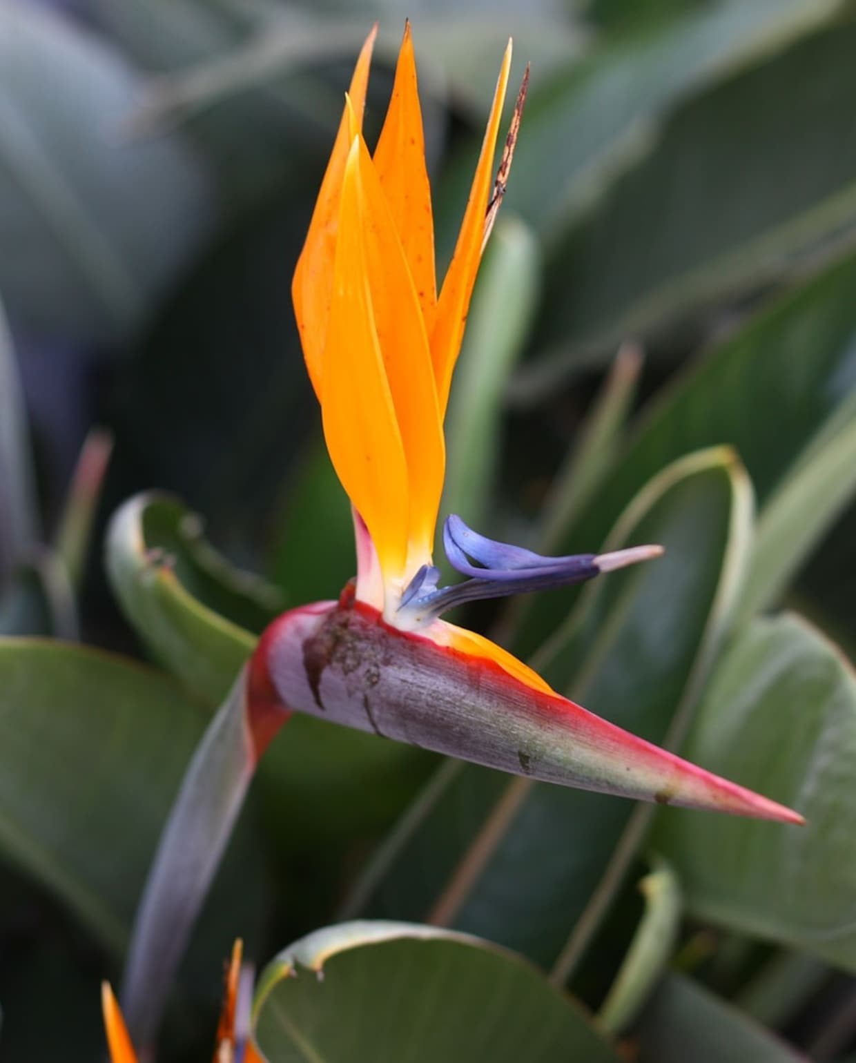 Strelitizia Reginae of paradijsvogelplant Canva