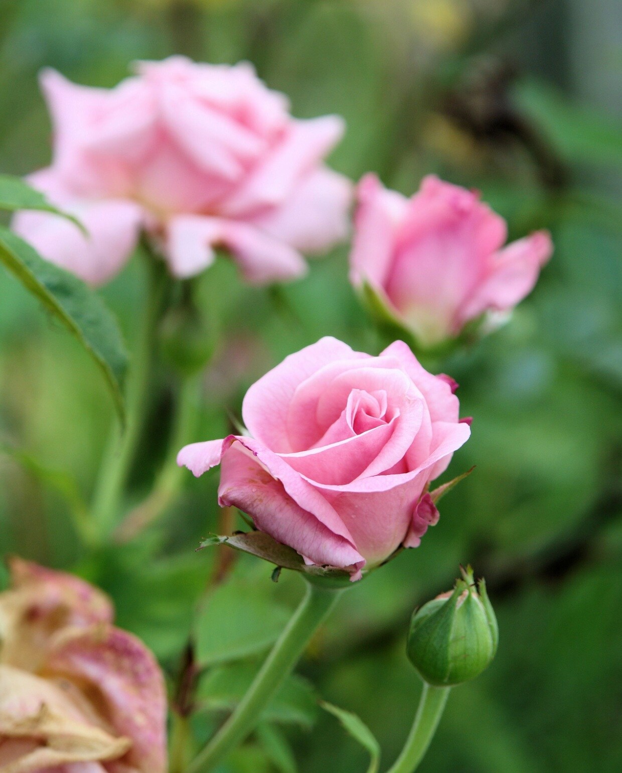 Rozen Pixabay