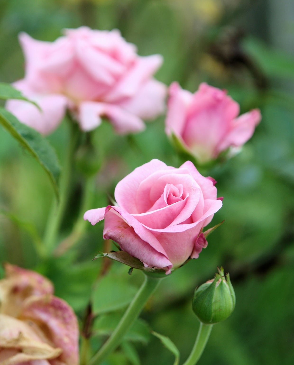 Roze rozen snoeien Pixabay