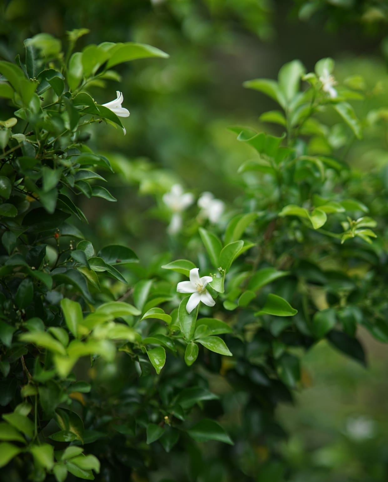 Laurier snoeien Pixabay