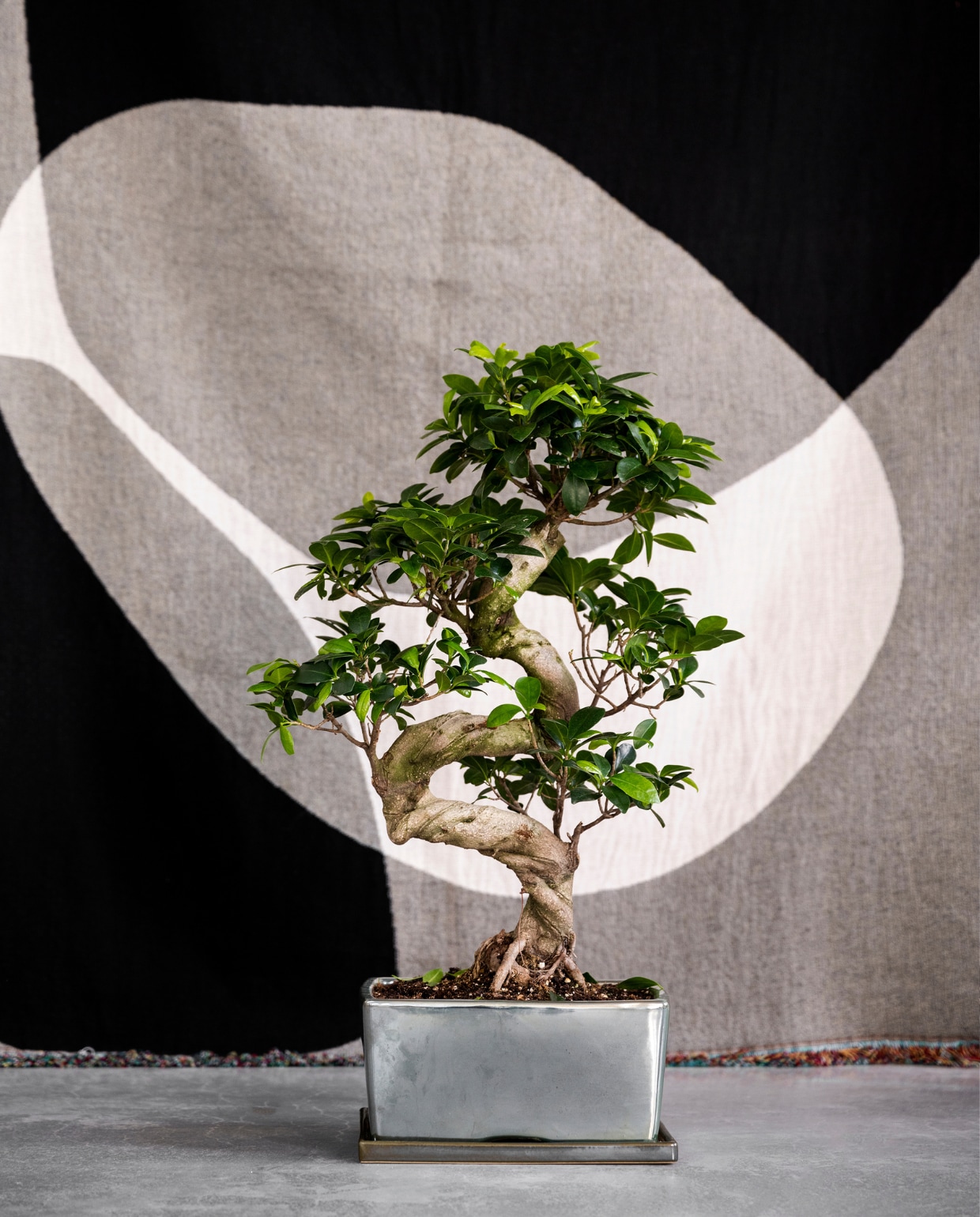 Groot doek, te gebruiken als wandkleed en plaid (2222studio.com). De bonsai is een ficus van Rovawee en verkrijgbaar bij tuincentra en bloemen- en plantenwinkels. vtwonen 05-2020 | Styling Marianne Luning | Fotografie Stan Koolen