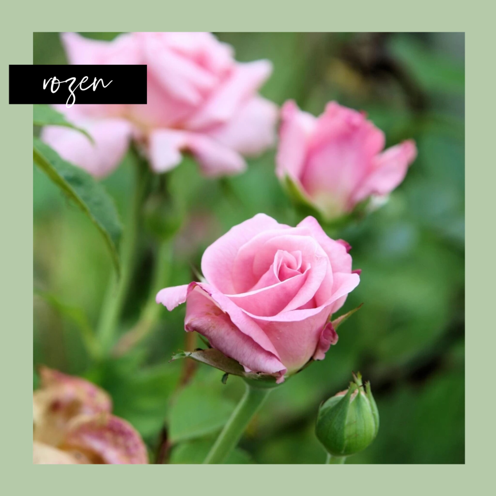 linkinbiotuin-20240127-rozen-snoeien