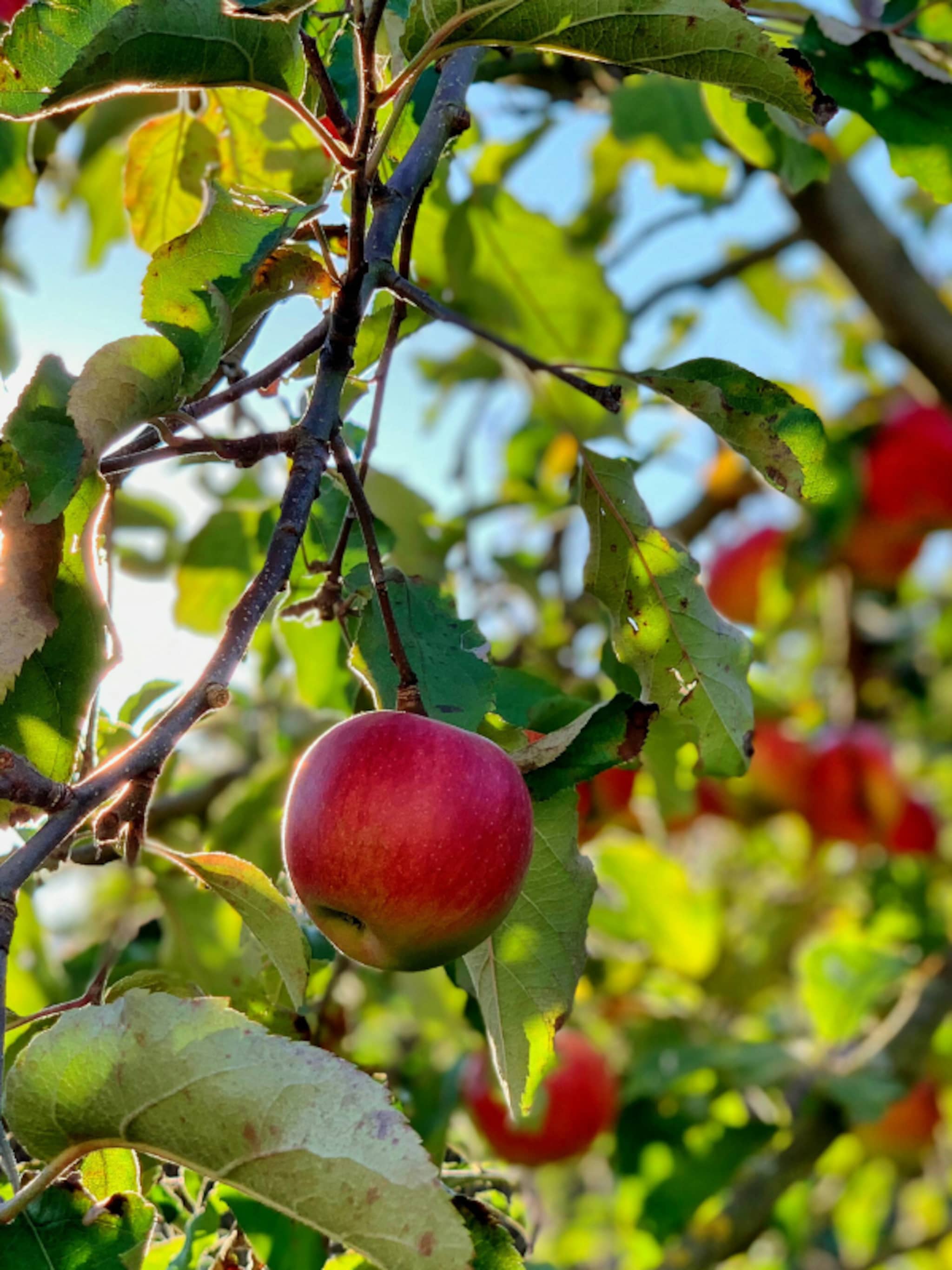 alles wat je wilt weten over de appelboom van kiezen tot kopen en planten