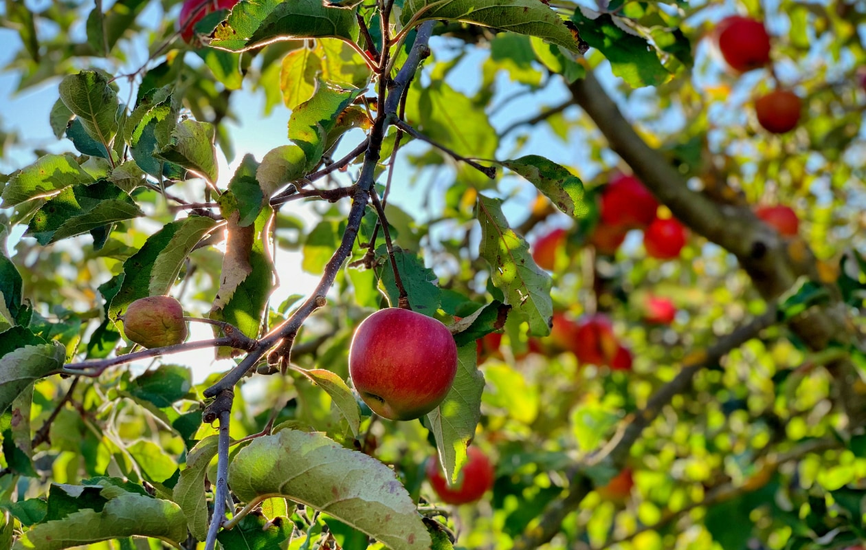 Alles wat je wilt weten over de appelboom: van kiezen tot kopen en planten Timotheus Fröbel via Unsplash