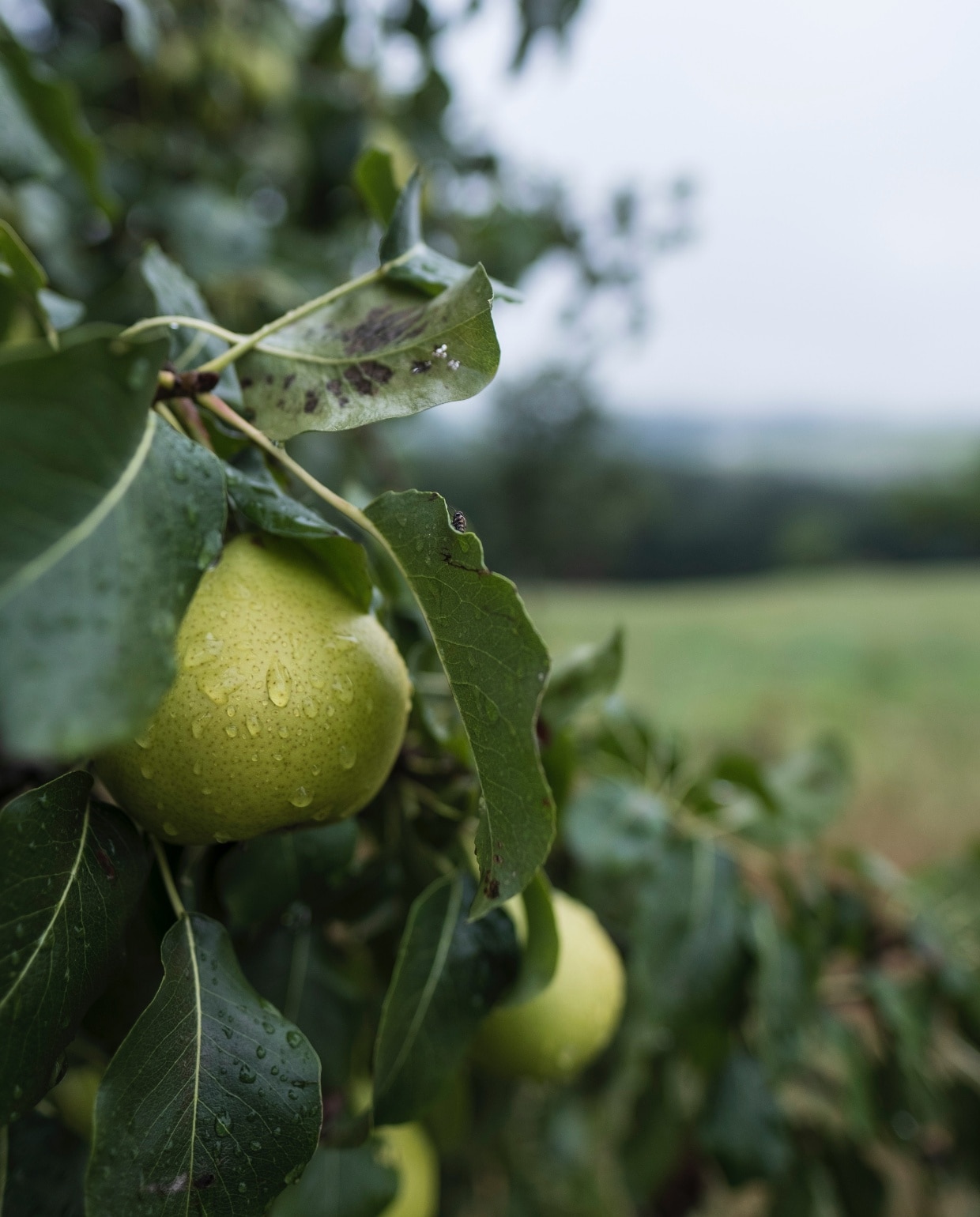 Hoe en wanneer snoei je een perenboom? Unsplash