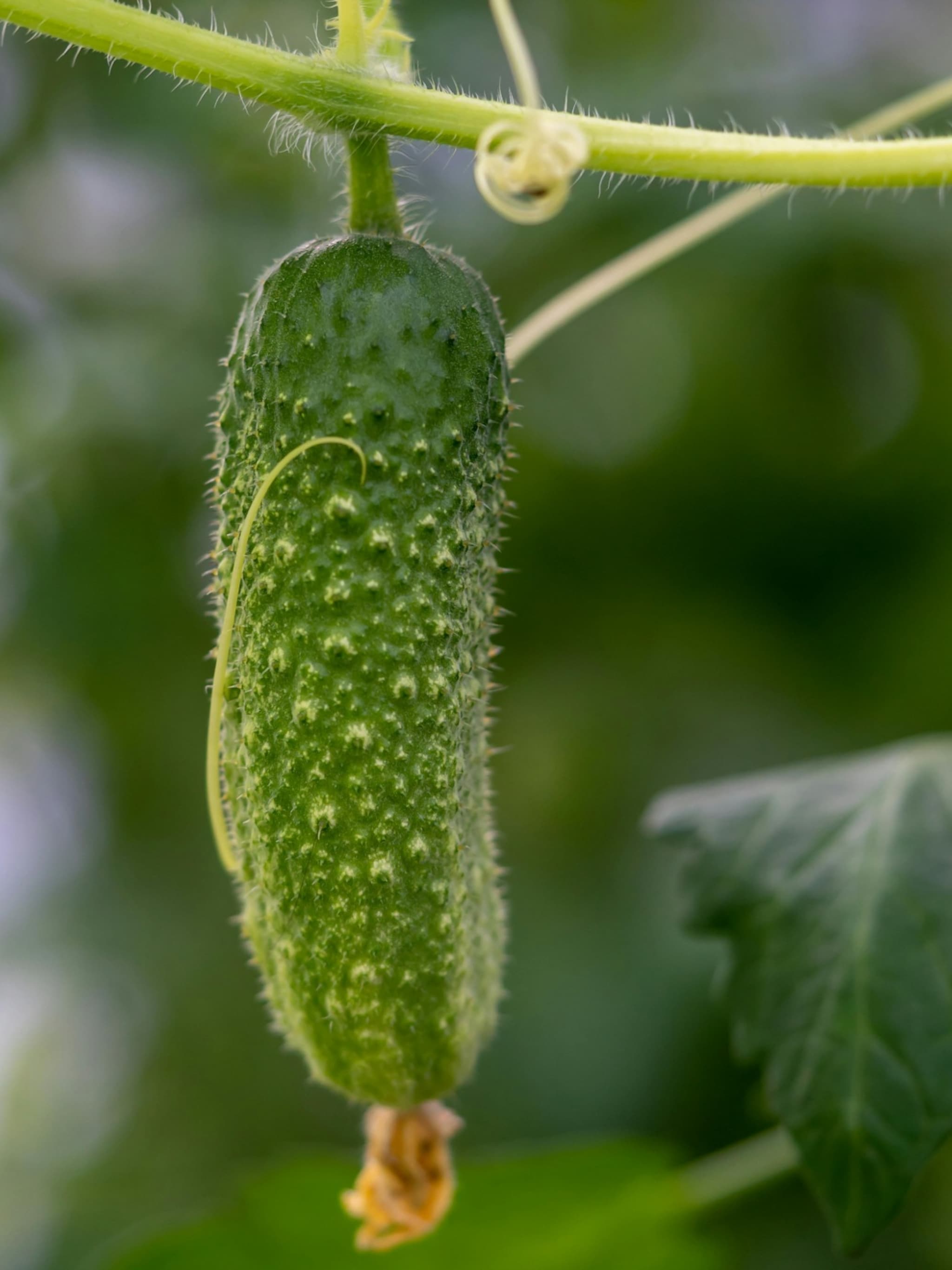 van zaaien tot oogsten groene tips voor komkommers kweken